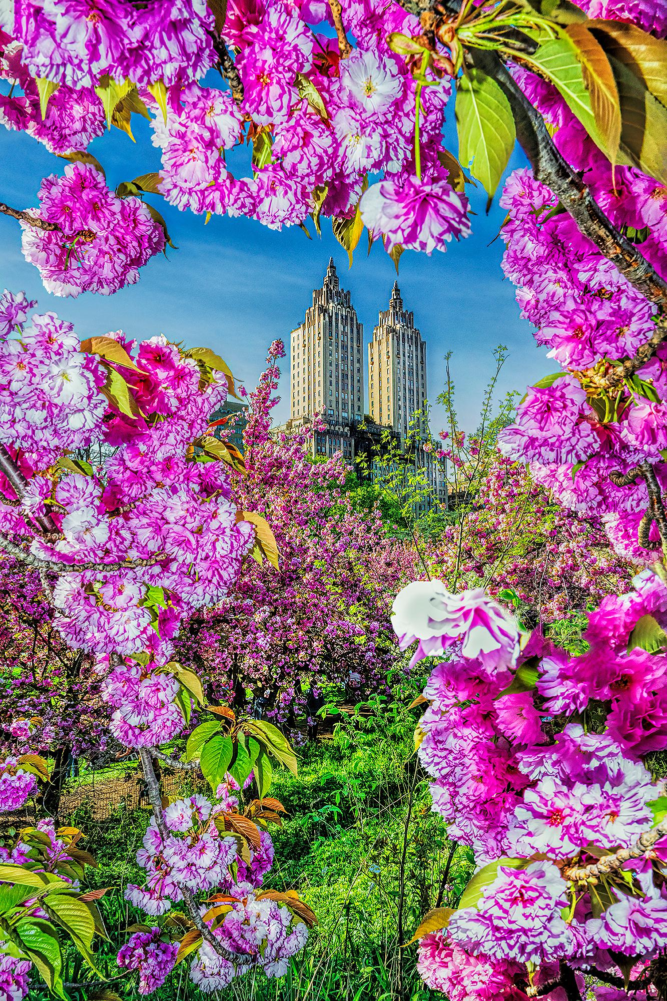 The San Remo Central Park West Framed by Cherry Blossoms Flowers - Photograph by Mitchell Funk