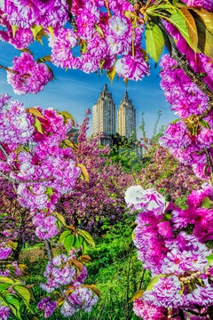 The San Remo Central Park West Framed by Cherry Blossoms Flowers
