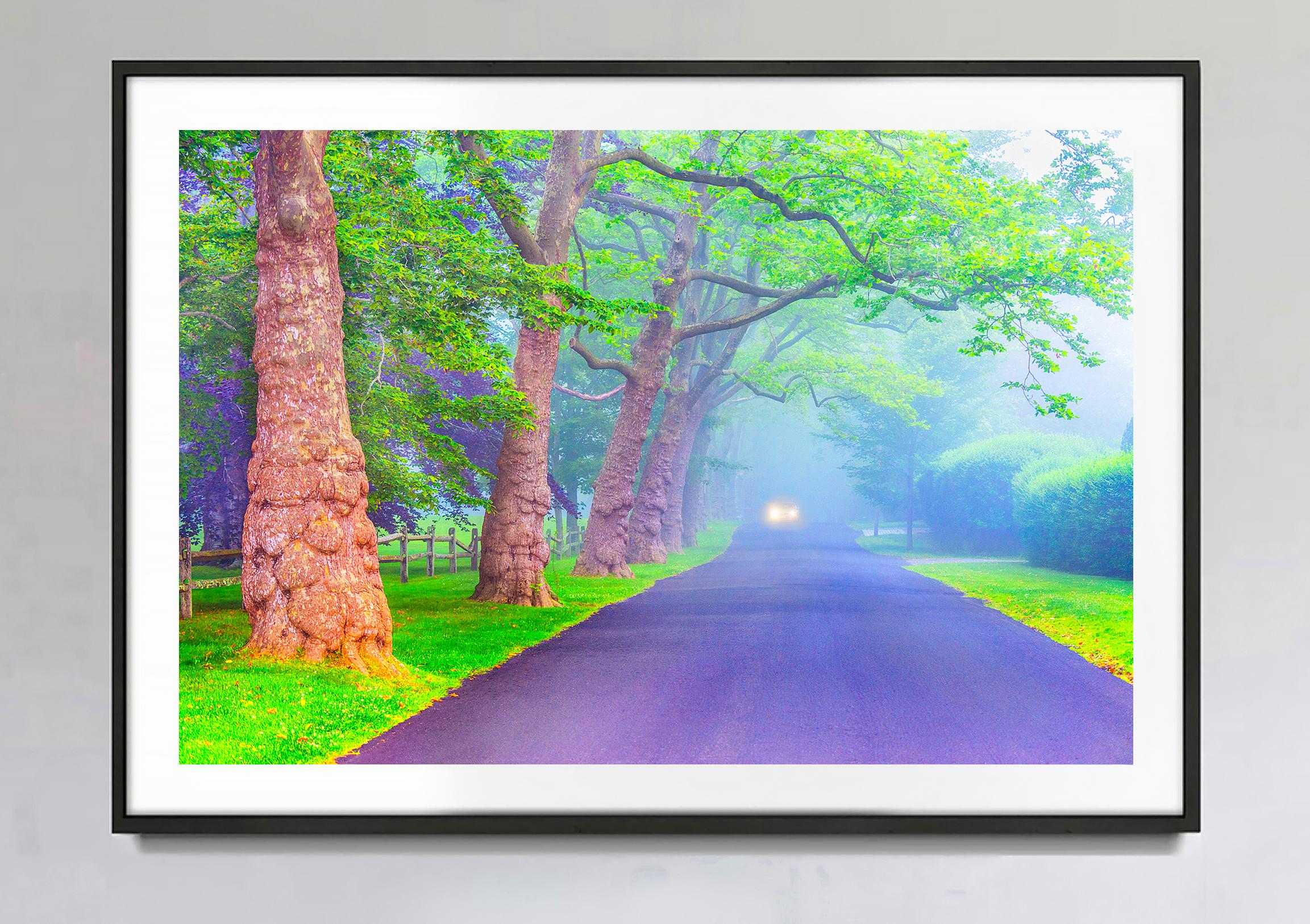 Trees On Foggy Lane In East Hampton New York - Mutted Color - Photograph by Mitchell Funk