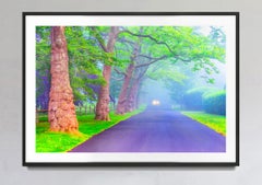 Alberi su Foggy Lane a East Hampton New York - Colore Mutted