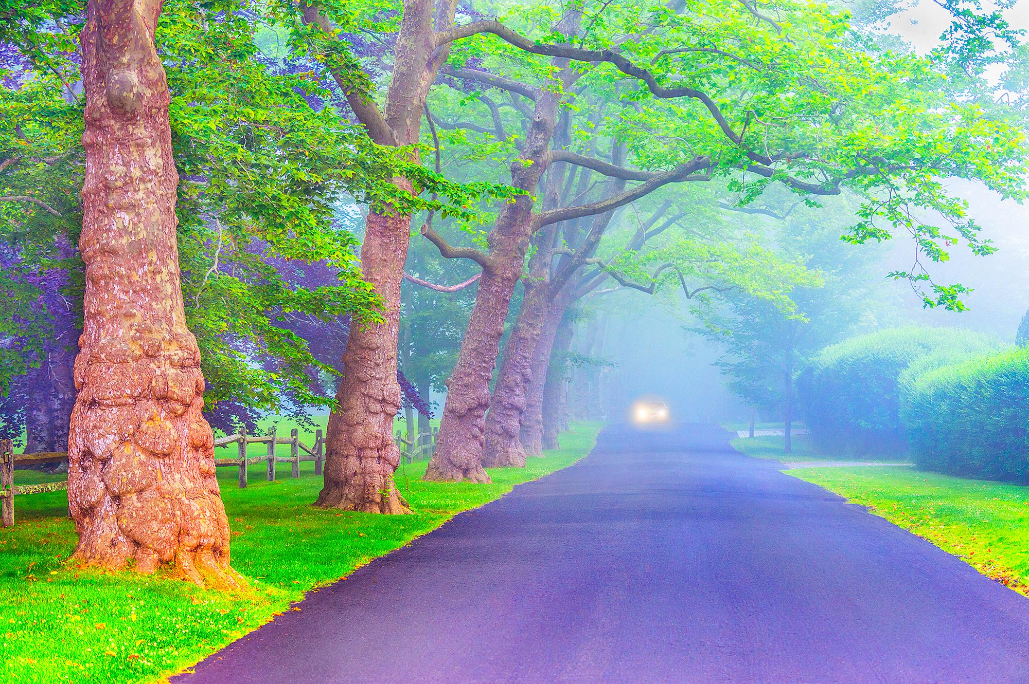 Mitchell Funk Color Photograph – Trees On Foggy Lane in East Hampton, New York, gedeckte Farbe