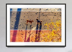 Two Dog Friends in Golden Light - French Poodle