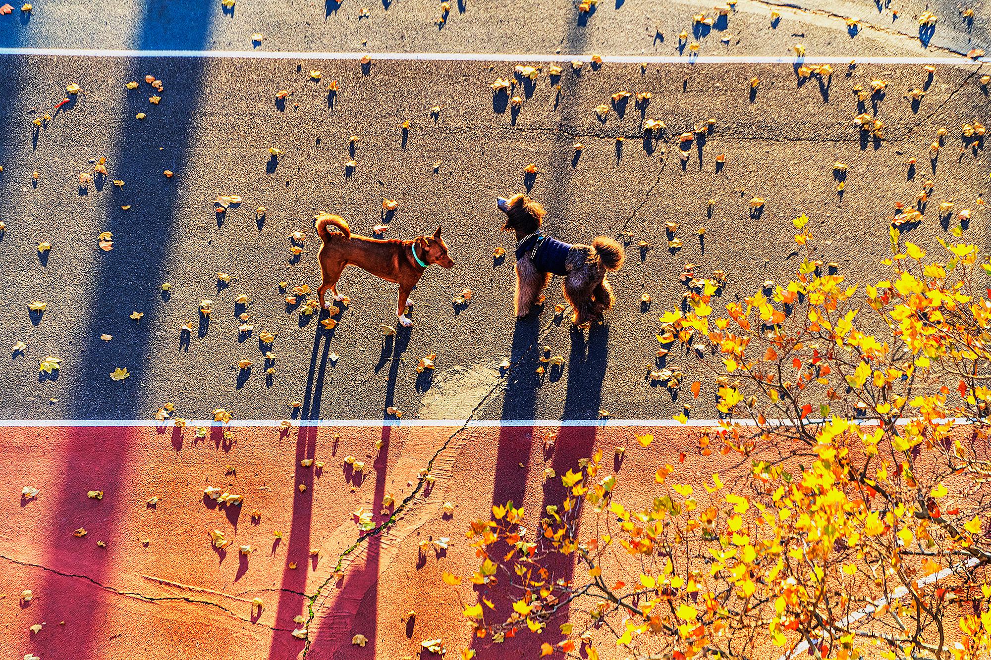 Mitchell Funk Figurative Photograph – Zwei Freunde mit goldenem Hund –   Französischer Pudel 