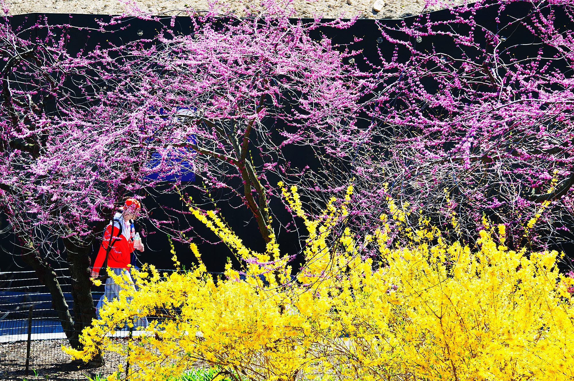Mitchell Funk Landscape Photograph - Yellow Flowers  and Pink Flowers in Central Park
