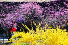 Yellow Flowers  and Pink Flowers in Central Park