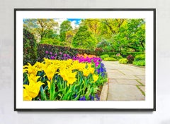 Sanctuary of Peaceful Yellow Tulips Red Tulips Blooming in Central Park