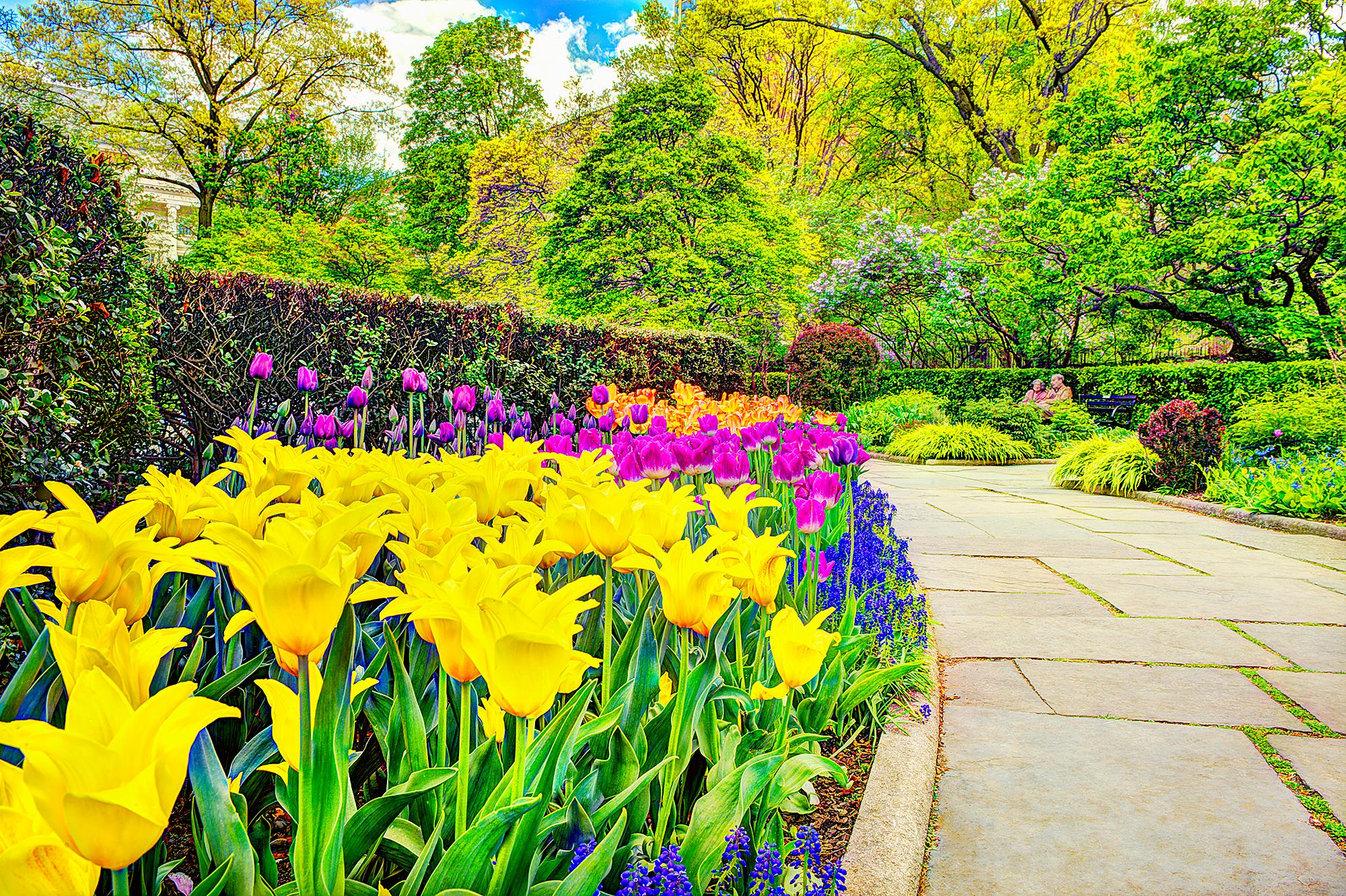 Mitchell Funk Color Photograph - Sanctuary of Peaceful Yellow Tulips Red Tulips Blooming in Central Park