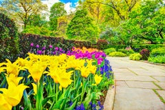 Sanctuaire de tulipes jaunes paisibles et de tulipes rouges en fleurs dans Central Park