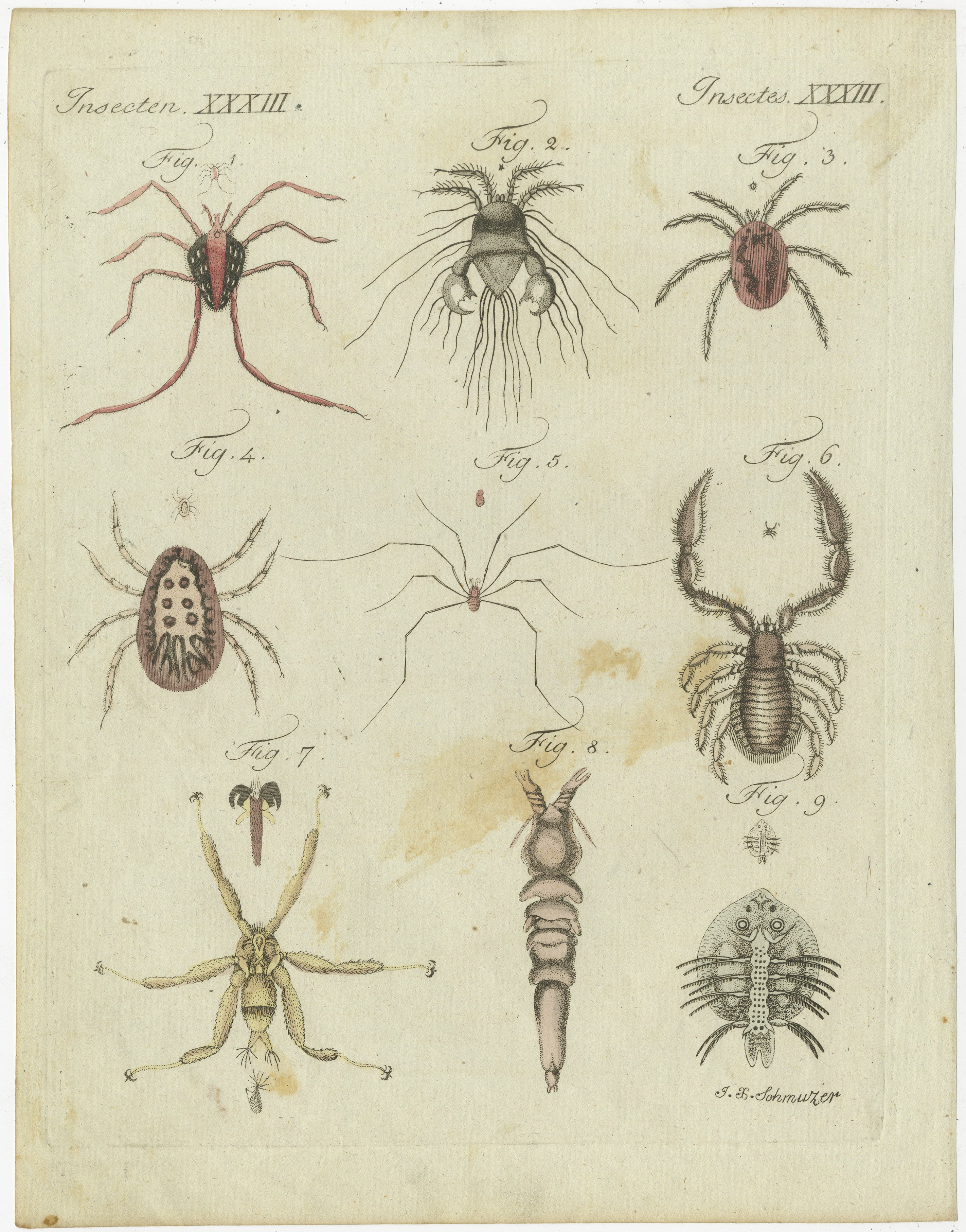 Title: Mites and Spiders: Hand-Colored Engraving from Bertuch's 