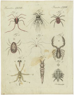 Mites and Spiders: Hand-Colored Engraving from Bertuch's Bilderbuch für Kinder
