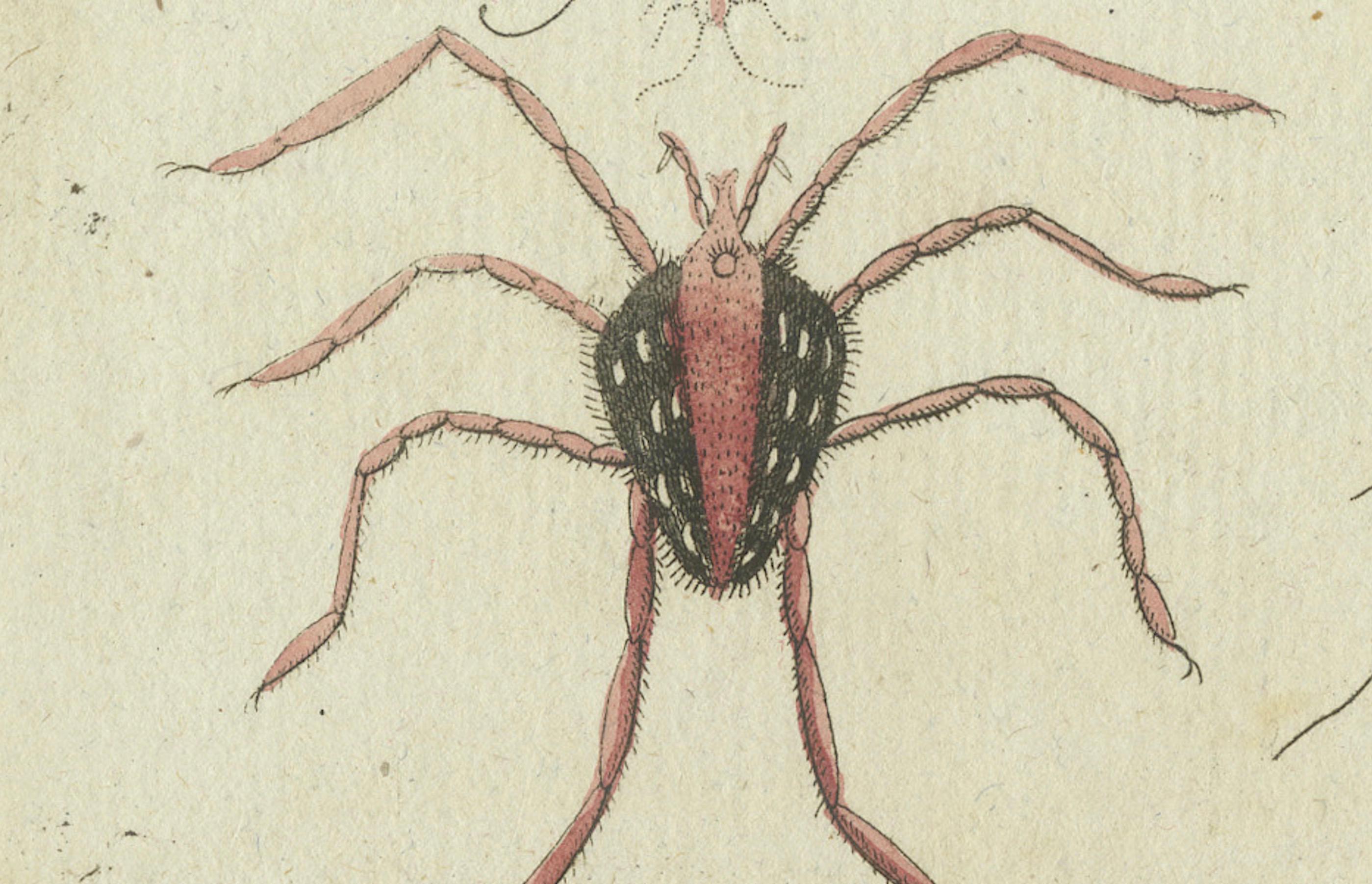 Engraved Mites and Spiders: Hand-Colored Engraving from Bertuch's Bilderbuch für Kinder For Sale