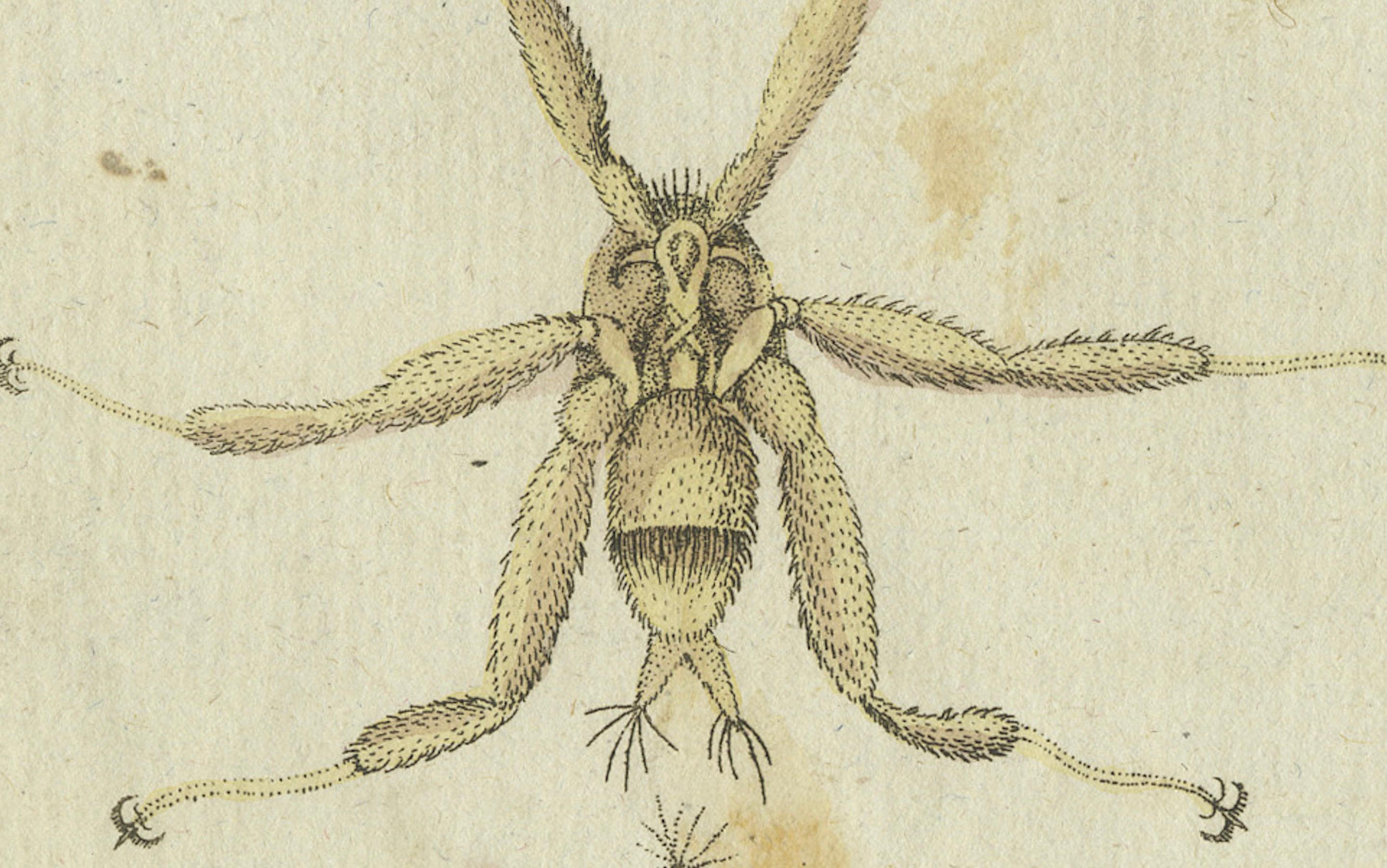 Mites and Spiders: Hand-Colored Engraving from Bertuch's Bilderbuch für Kinder In Good Condition For Sale In Langweer, NL