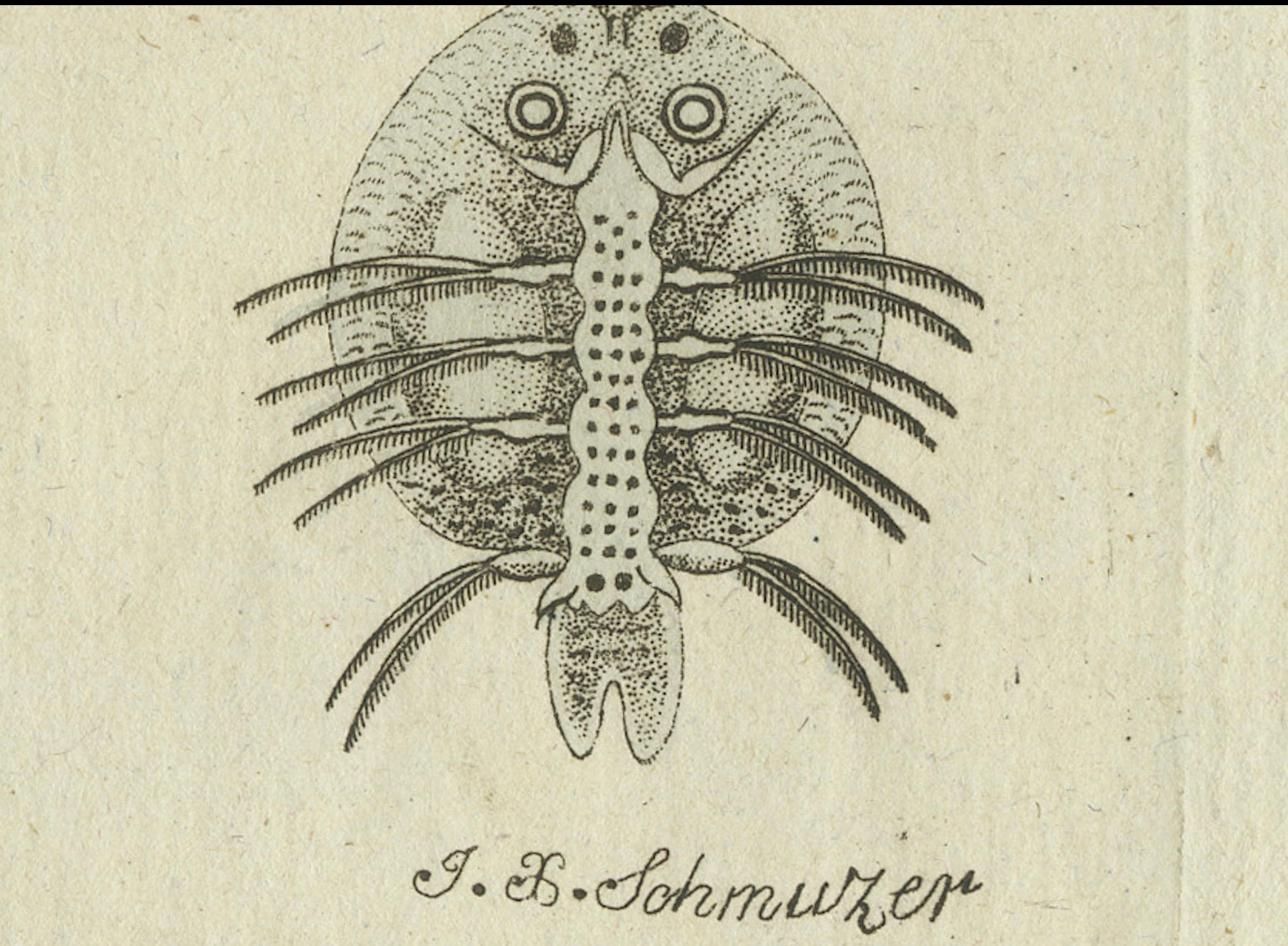 Late 18th Century Mites and Spiders: Hand-Colored Engraving from Bertuch's Bilderbuch für Kinder For Sale