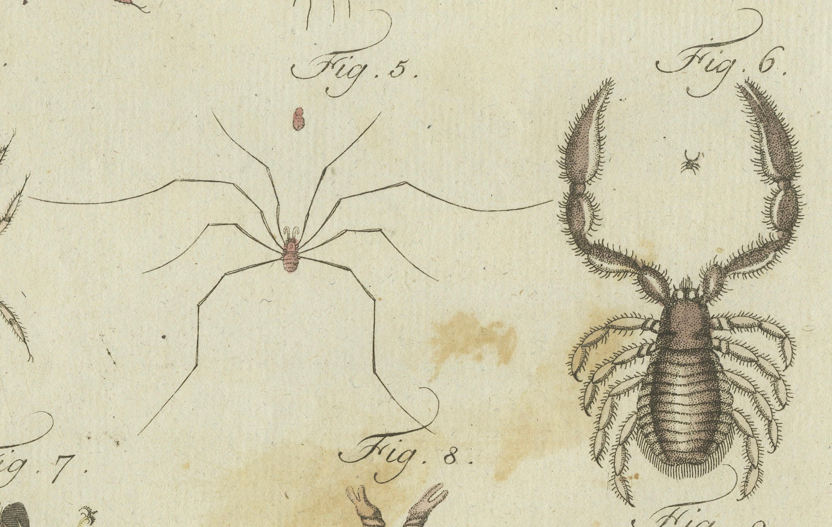 Paper Mites and Spiders: Hand-Colored Engraving from Bertuch's Bilderbuch für Kinder For Sale
