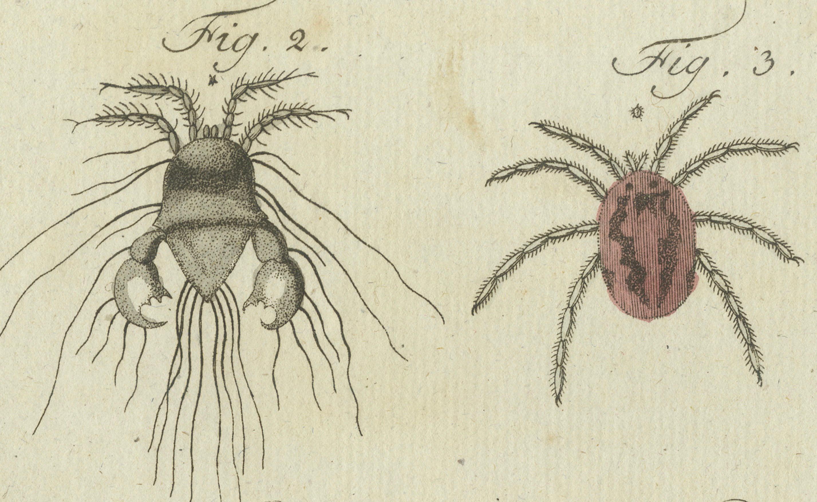 Mites and Spiders: Hand-Colored Engraving from Bertuch's Bilderbuch für Kinder For Sale 1