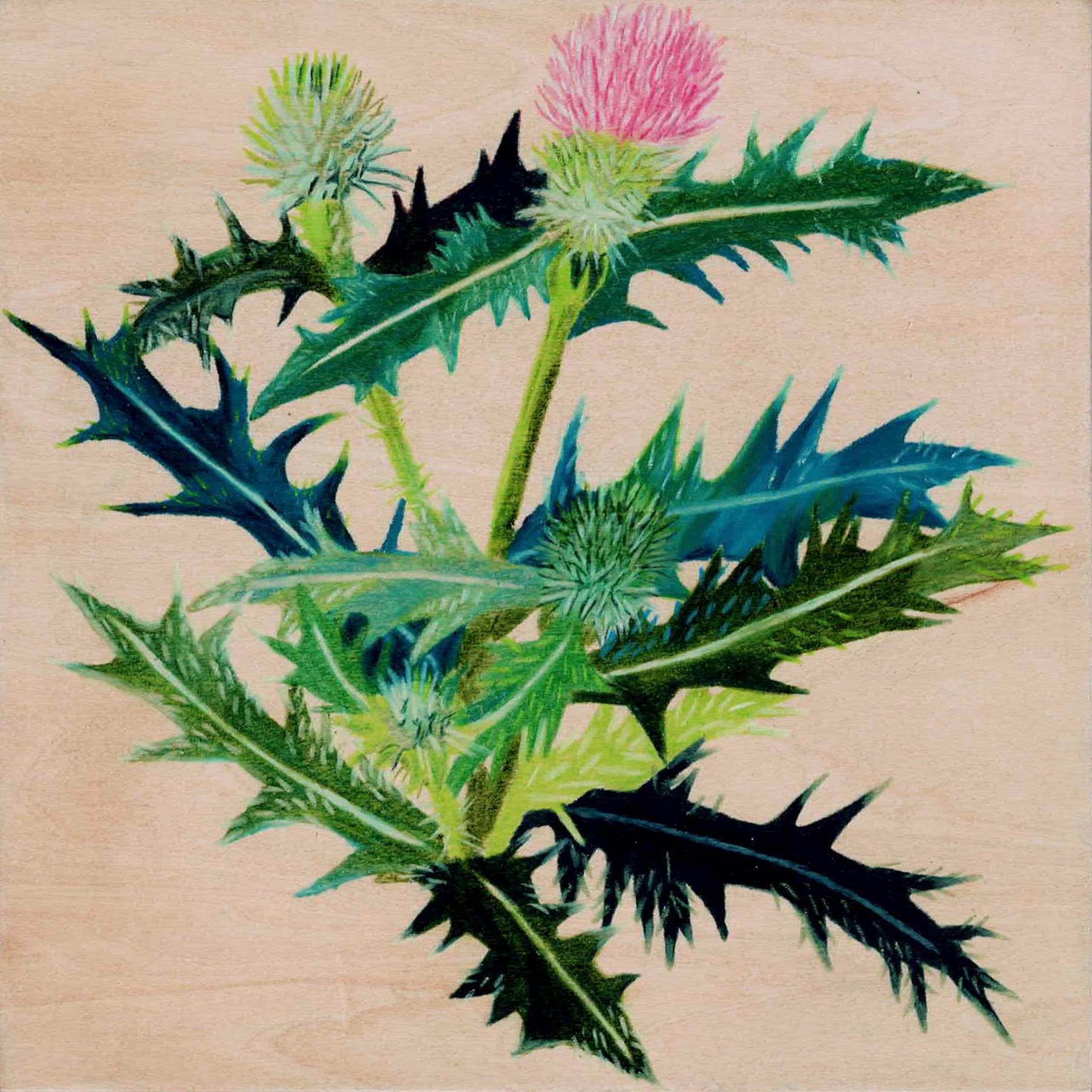 Time is Movin' : Thistle - Painting by Mitsuyo Okada