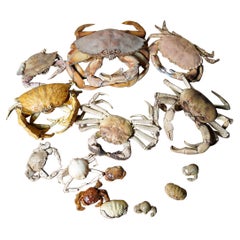 Mixed Collection of 20thC Preserved Crab Specimens