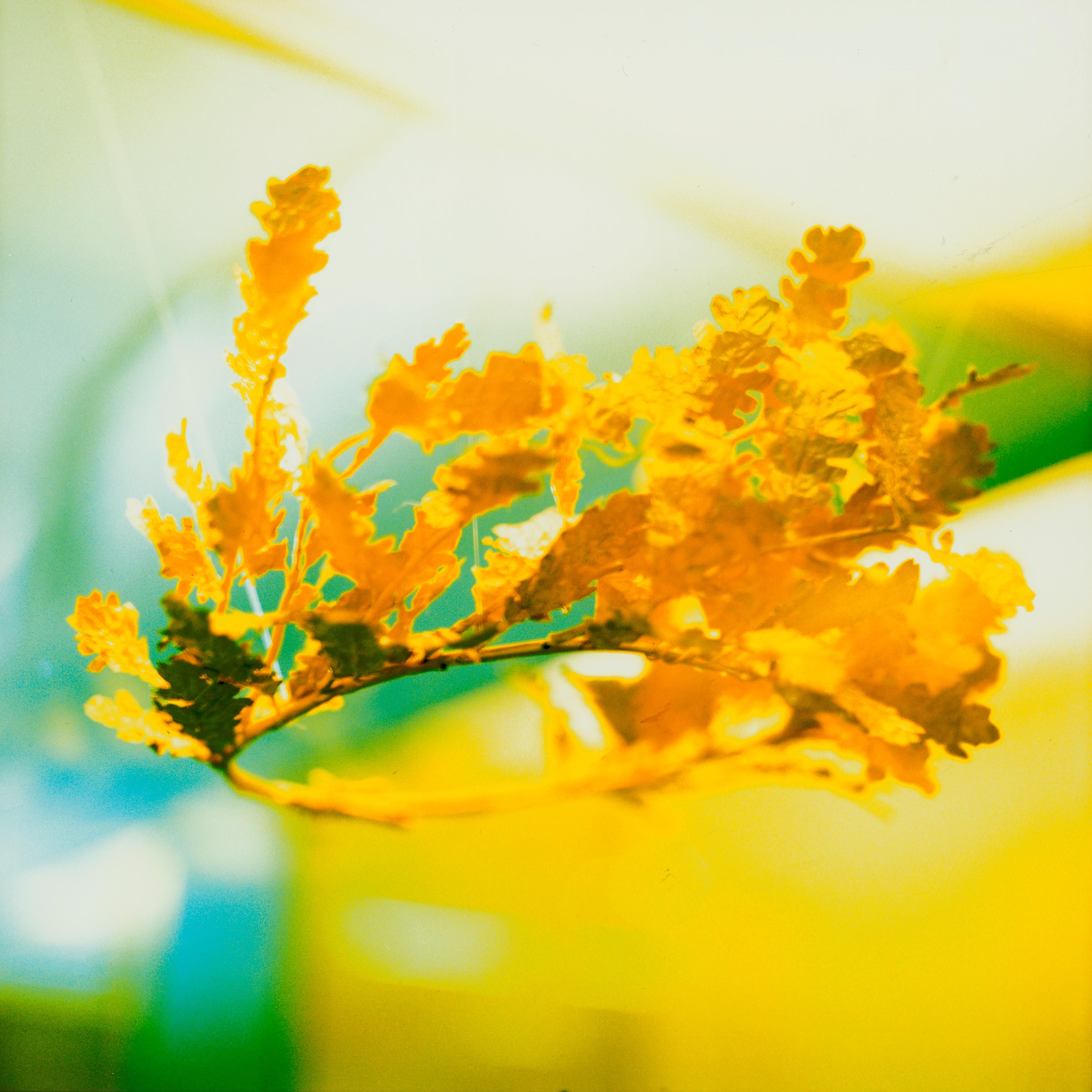 MK Semos Color Photograph – Crown of Tomorrow, Abstrakte Filmfotografie der Goldkrone von Alexander dem Großen