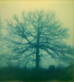 Belgian Contemporary Photography by Mélanie Patris - The Blue Tree, Belgium