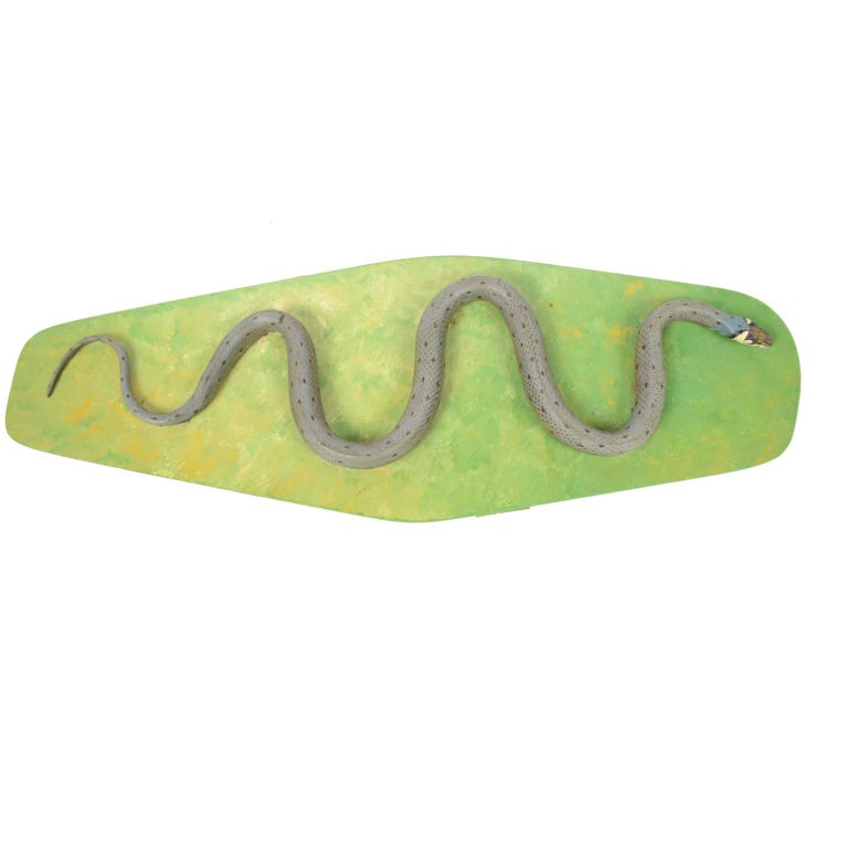 Model of the European non-poisonous snake belonging to the Natricidae family. German manufacture of hand-painted rubber and plastic dated to the 1950s, from the Hygiene Museum in Dresden. Measures: Board length 45 cm, width 16 cm, thickness 2.5