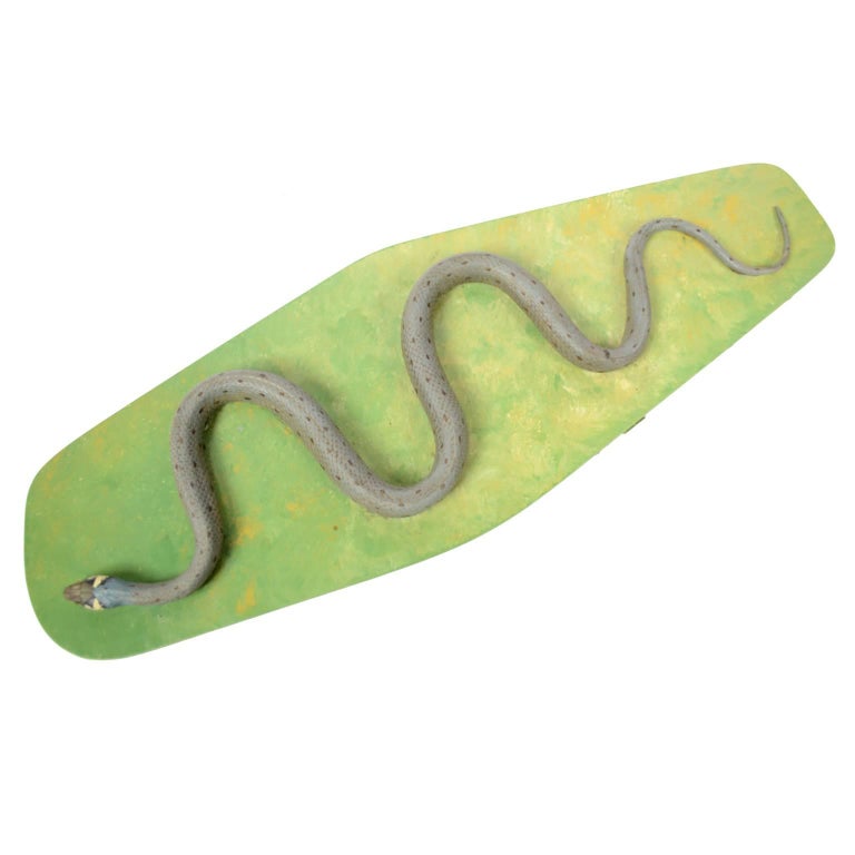 Rubber Antique Scientific Model of the Non-Poisonous Snake of Natricidae Family 1950s For Sale