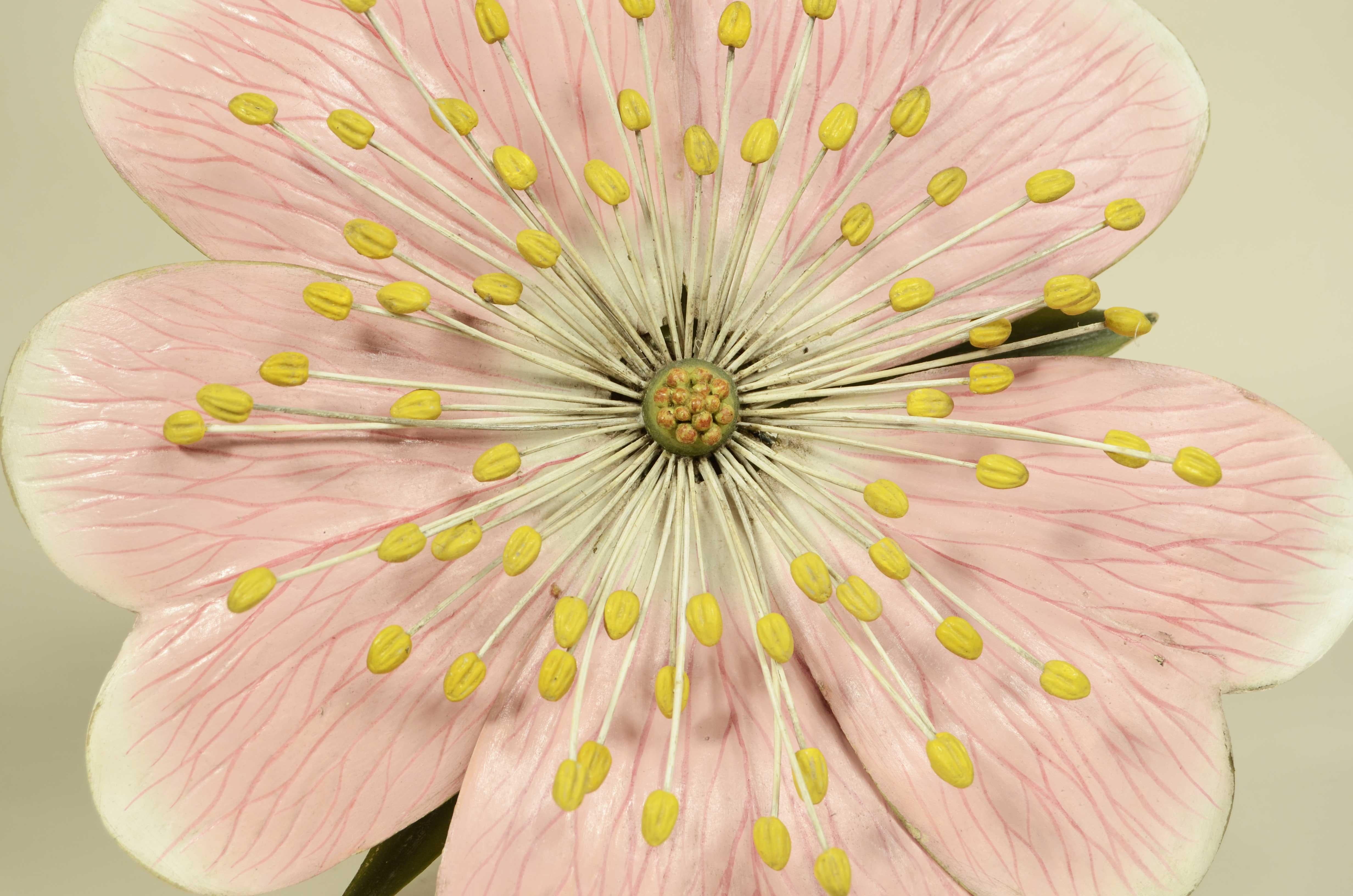 Modello botanico doppio del fiore della Rosa Canina Robert Brendel fine XIX sec. in vendita 6