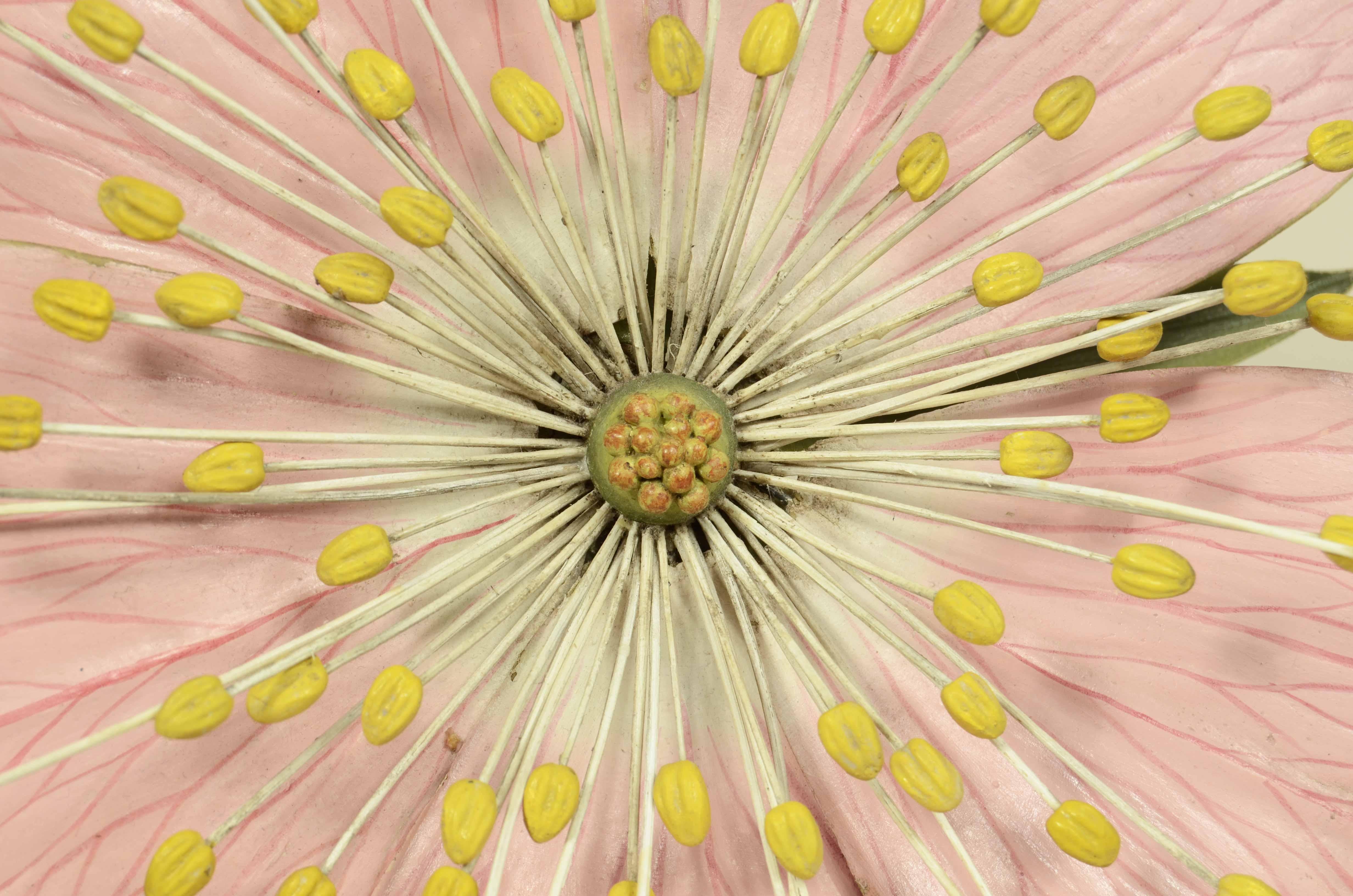 Modello botanico doppio del fiore della Rosa Canina Robert Brendel fine XIX sec. in vendita 13
