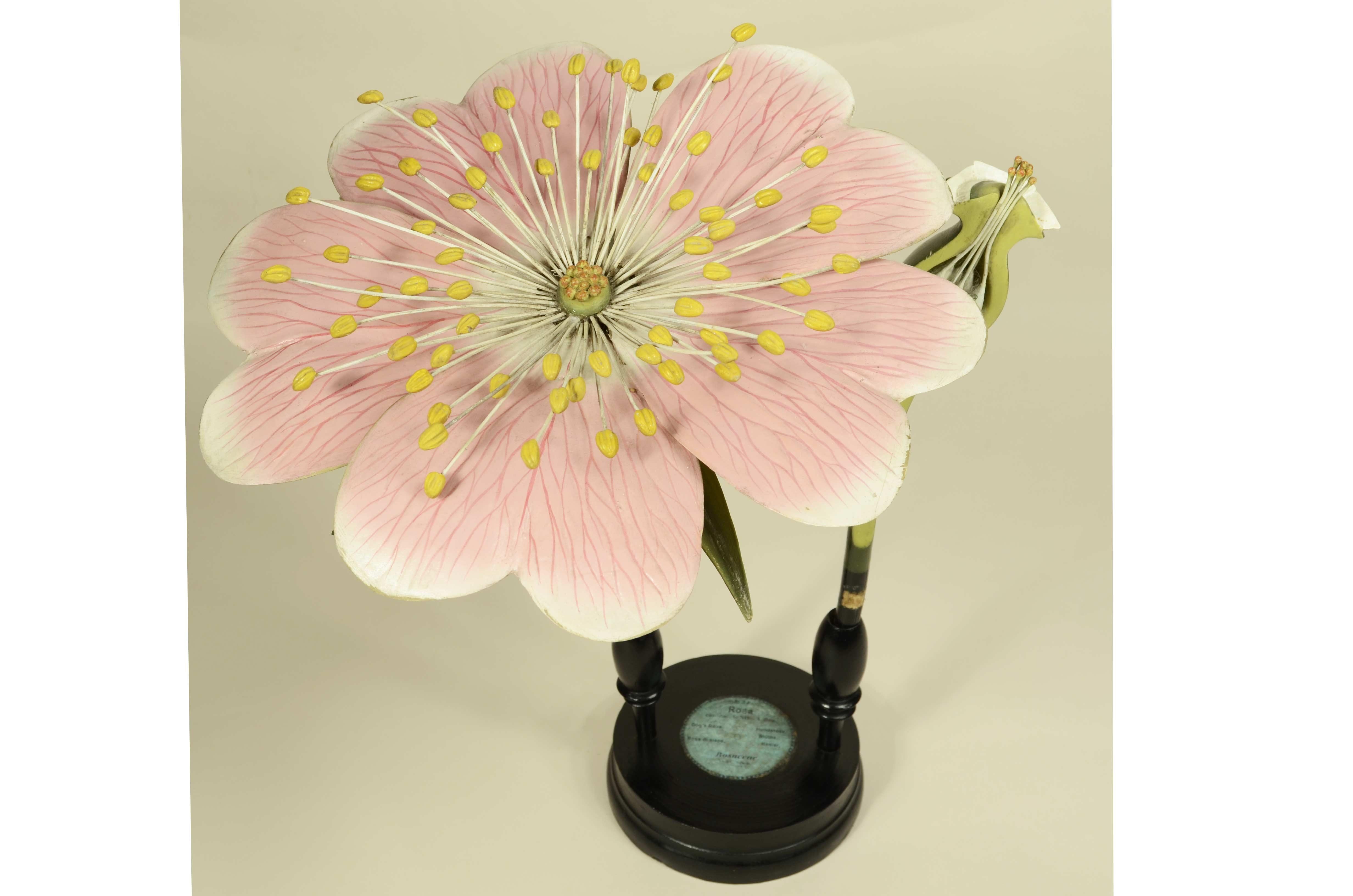 Modello botanico doppio del fiore della Rosa Canina realizzato attorno alla fine del XIX secolo da Robert Brendel (1821-1898). Il fiore è realizzato in legno e carta pesta e ognuno si scompone in 3 sezioni ed è montato su base tonda  in legno