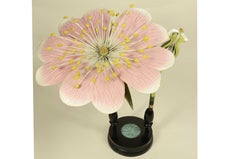 Double botanical model of the Rosa Canina flower Robert Brendel late 19th century.