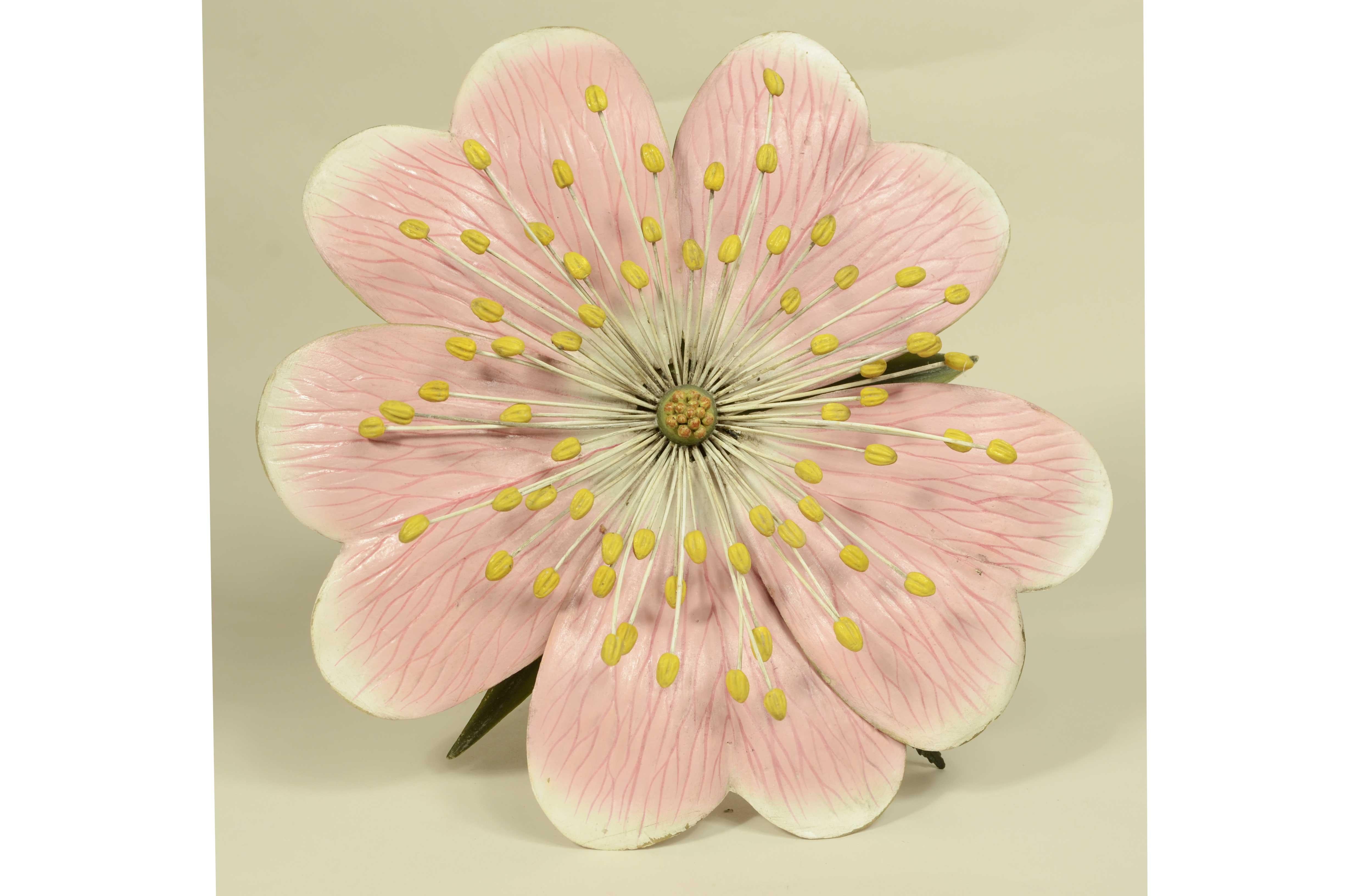 Modello botanico doppio del fiore della Rosa Canina Robert Brendel fine XIX sec. In condizioni buone in vendita a Milan, IT