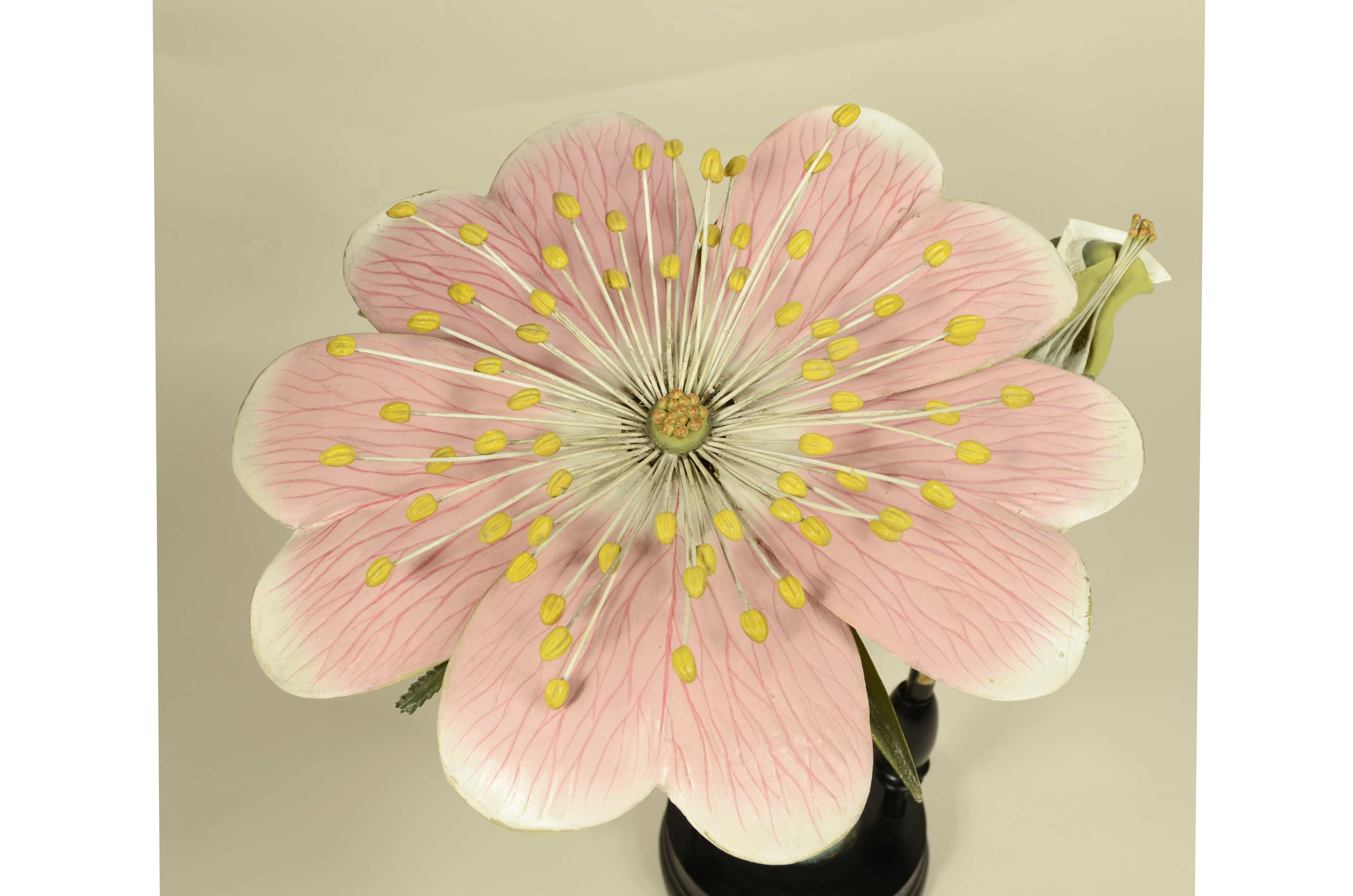 Legno Modello botanico doppio del fiore della Rosa Canina Robert Brendel fine XIX sec. in vendita