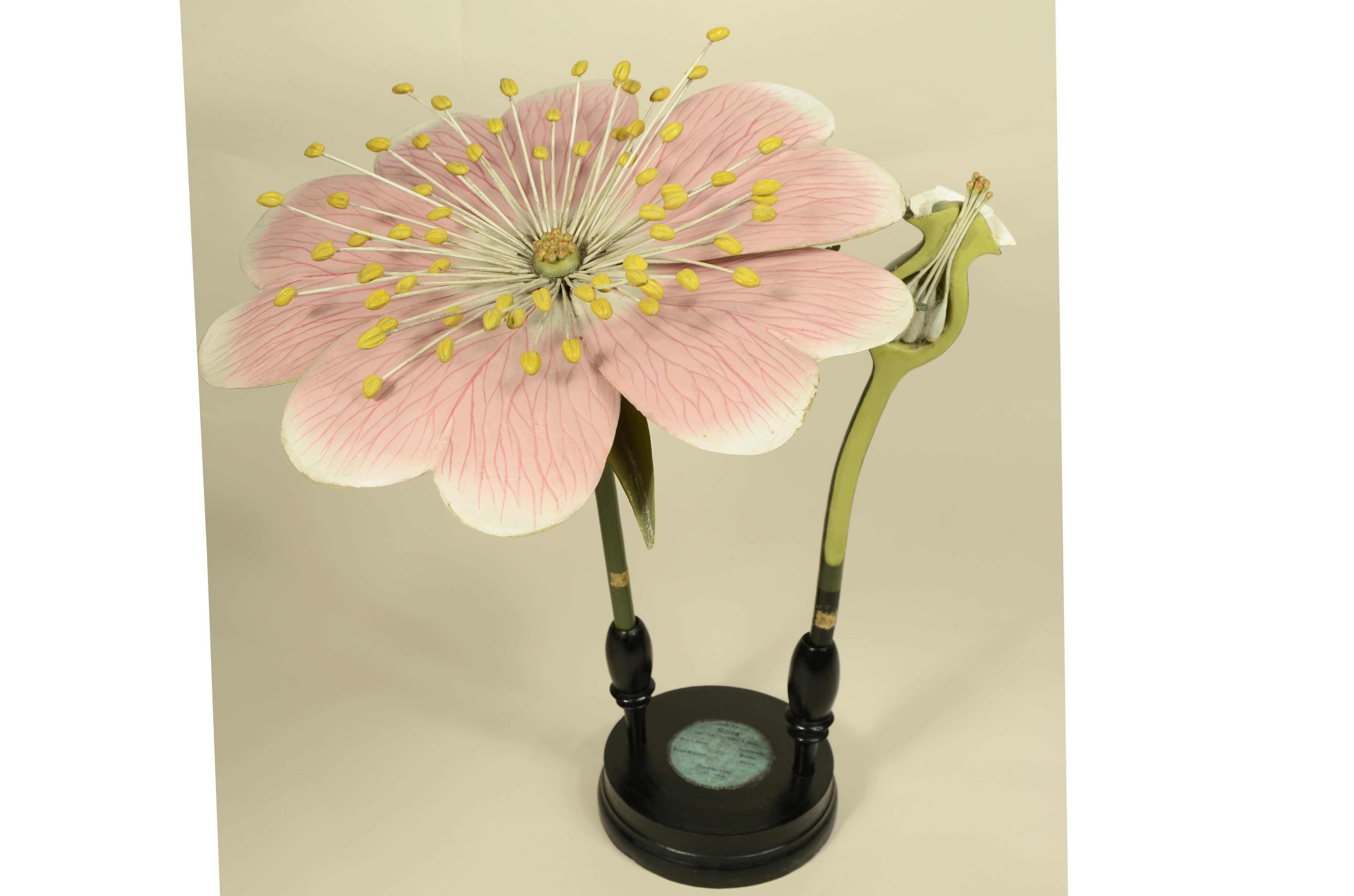 Modello botanico doppio del fiore della Rosa Canina Robert Brendel fine XIX sec. in vendita 1