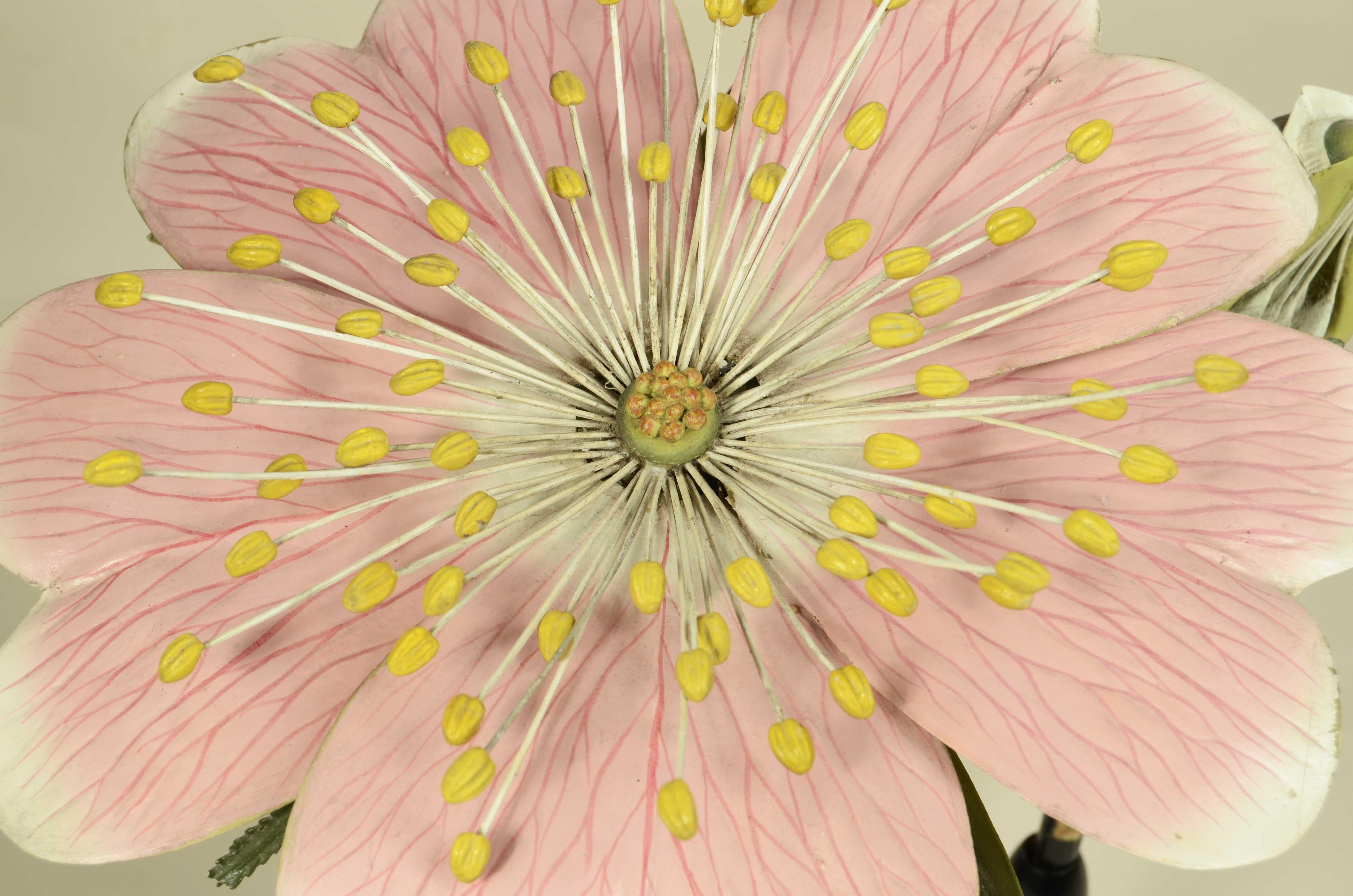 Modello botanico doppio del fiore della Rosa Canina Robert Brendel fine XIX sec. in vendita 2