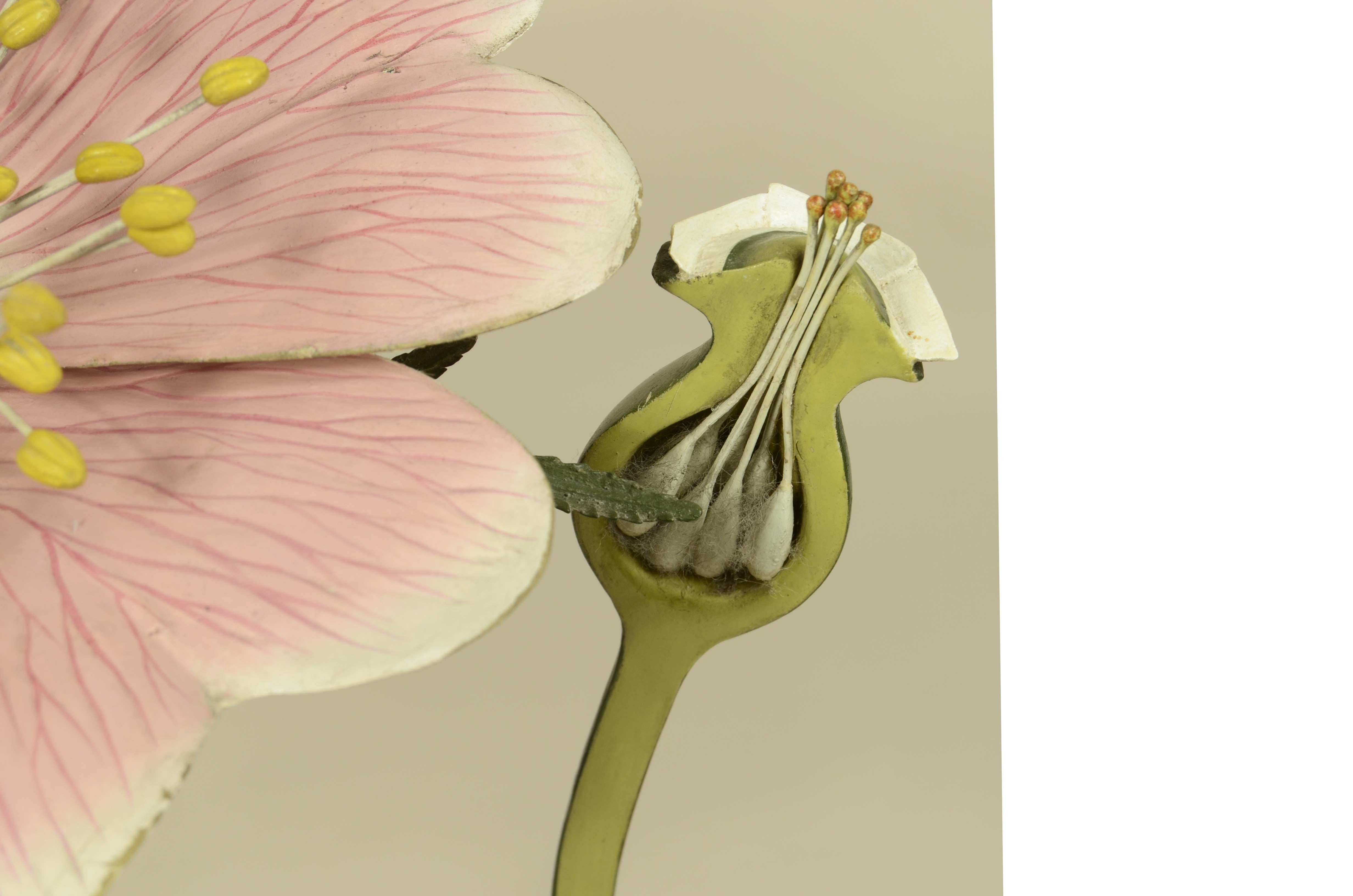 Modello botanico doppio del fiore della Rosa Canina Robert Brendel fine XIX sec. in vendita 4