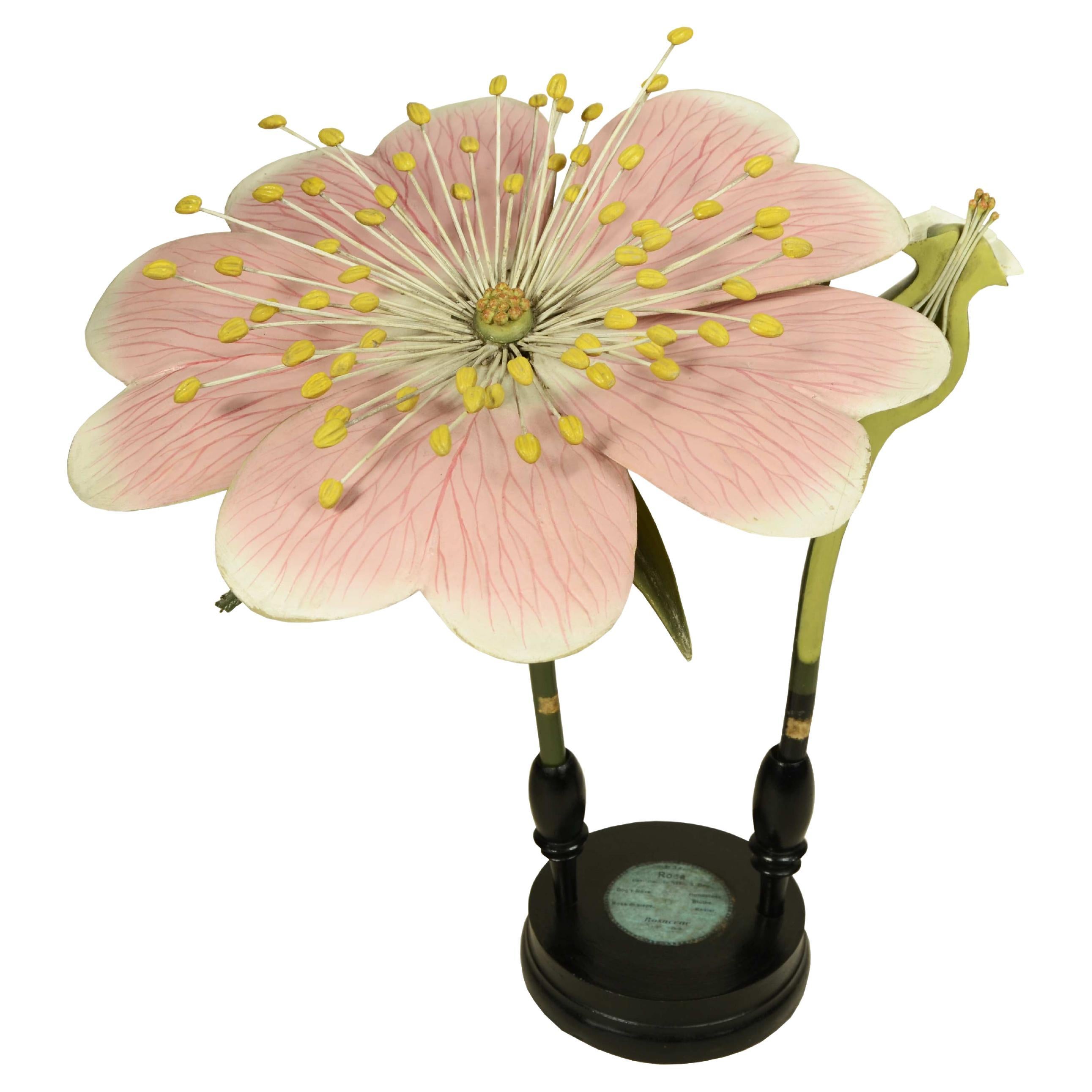 Modello botanico doppio del fiore della Rosa Canina Robert Brendel fine XIX sec. in vendita