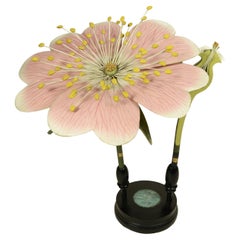 Modello botanico doppio del fiore della Rosa Canina Robert Brendel fine XIX sec.