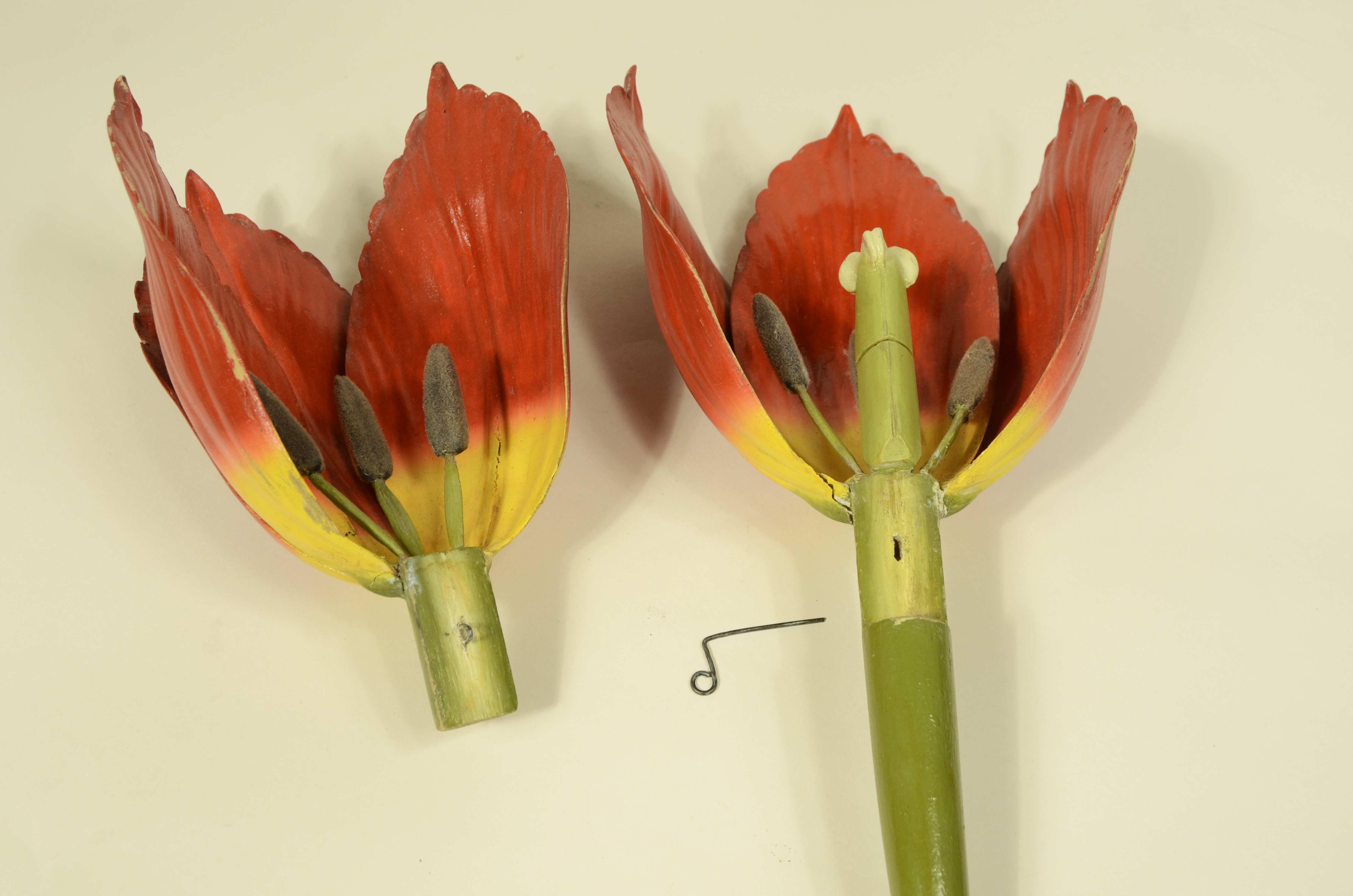 Modello botanico originale del fiore del Tulipano Robert Brendel fine XIX secolo in vendita 5