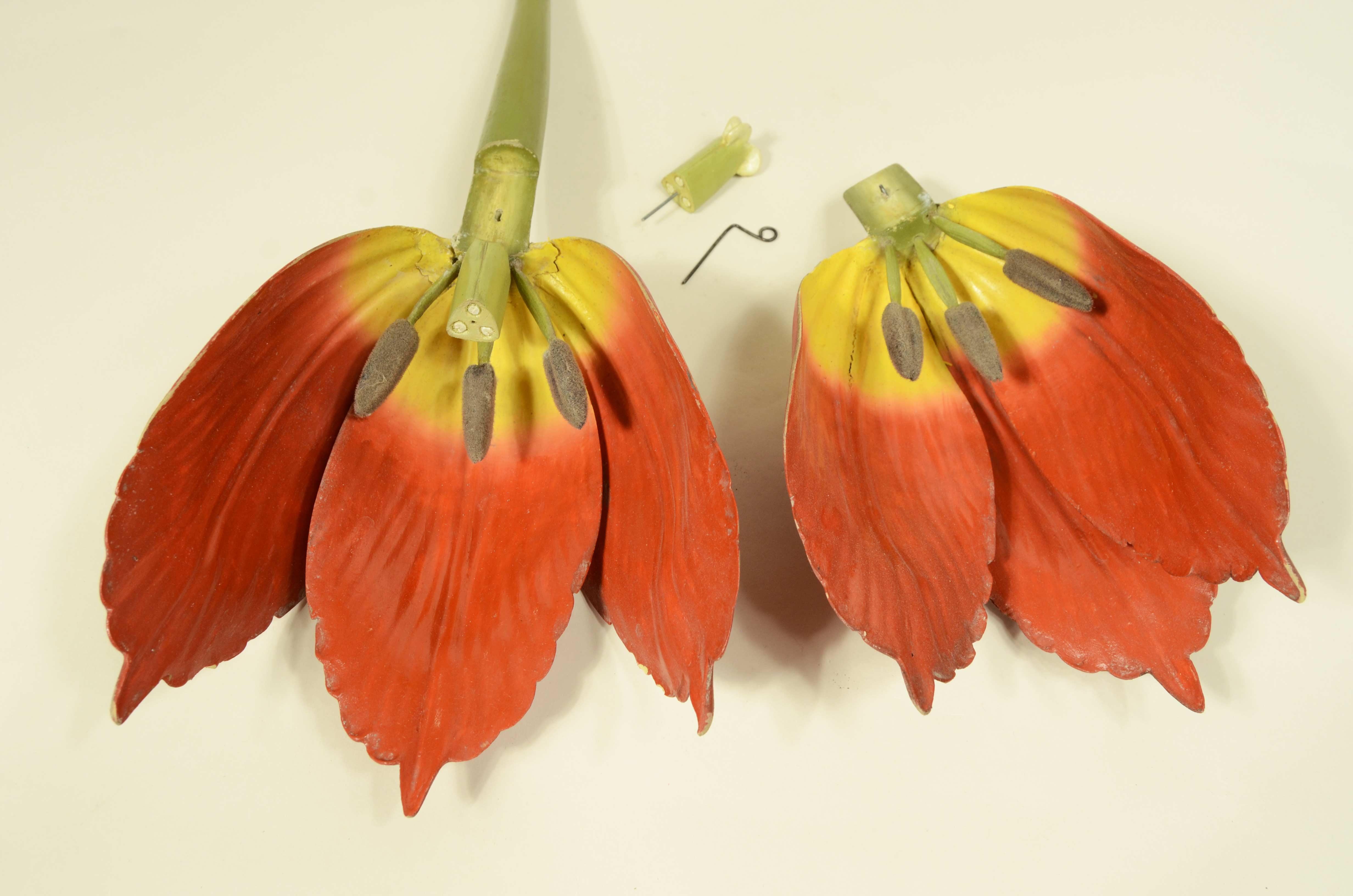 Modello botanico originale del fiore del Tulipano Robert Brendel fine XIX secolo in vendita 6