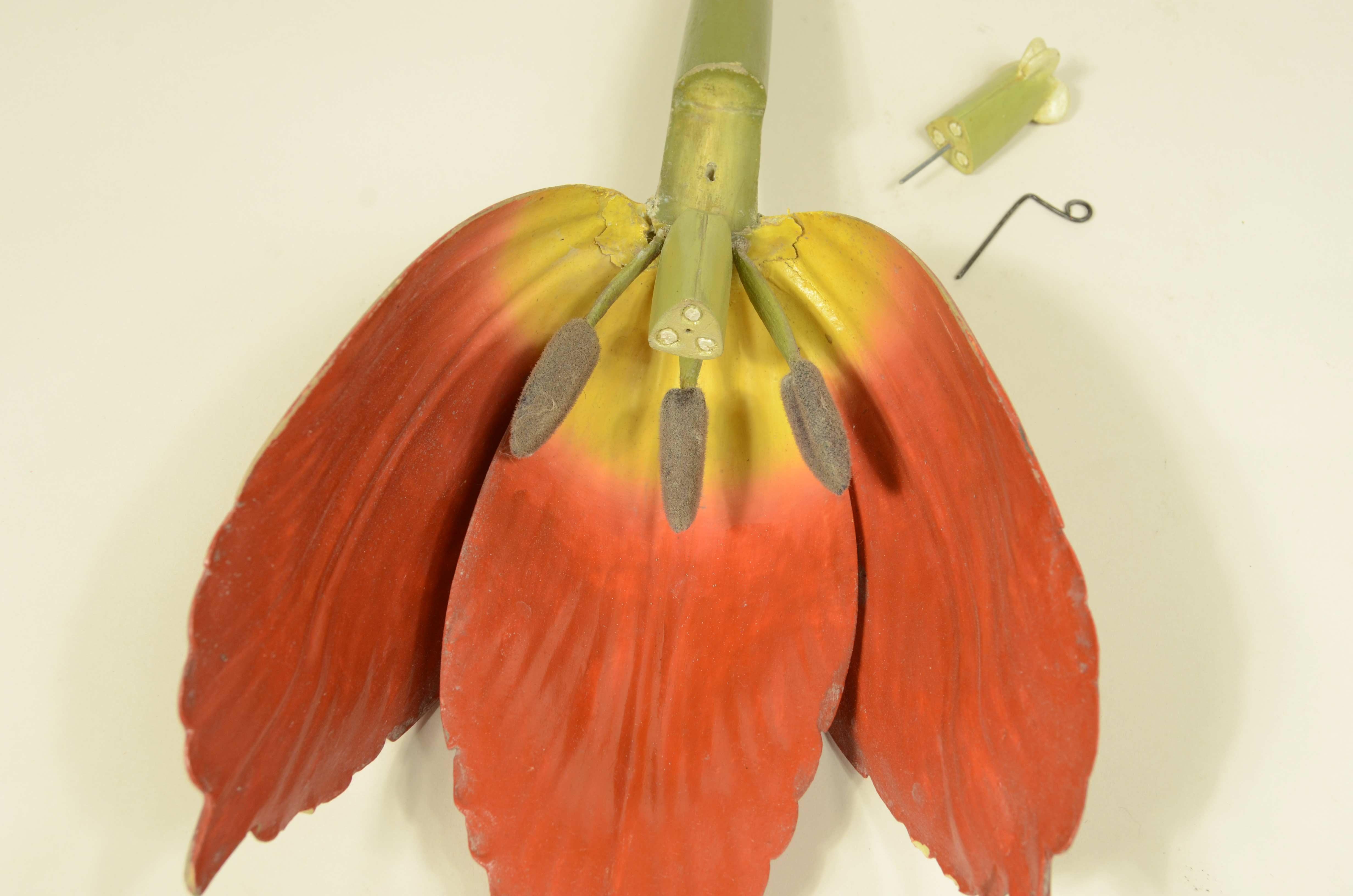 Modello botanico originale del fiore del Tulipano Robert Brendel fine XIX secolo in vendita 7