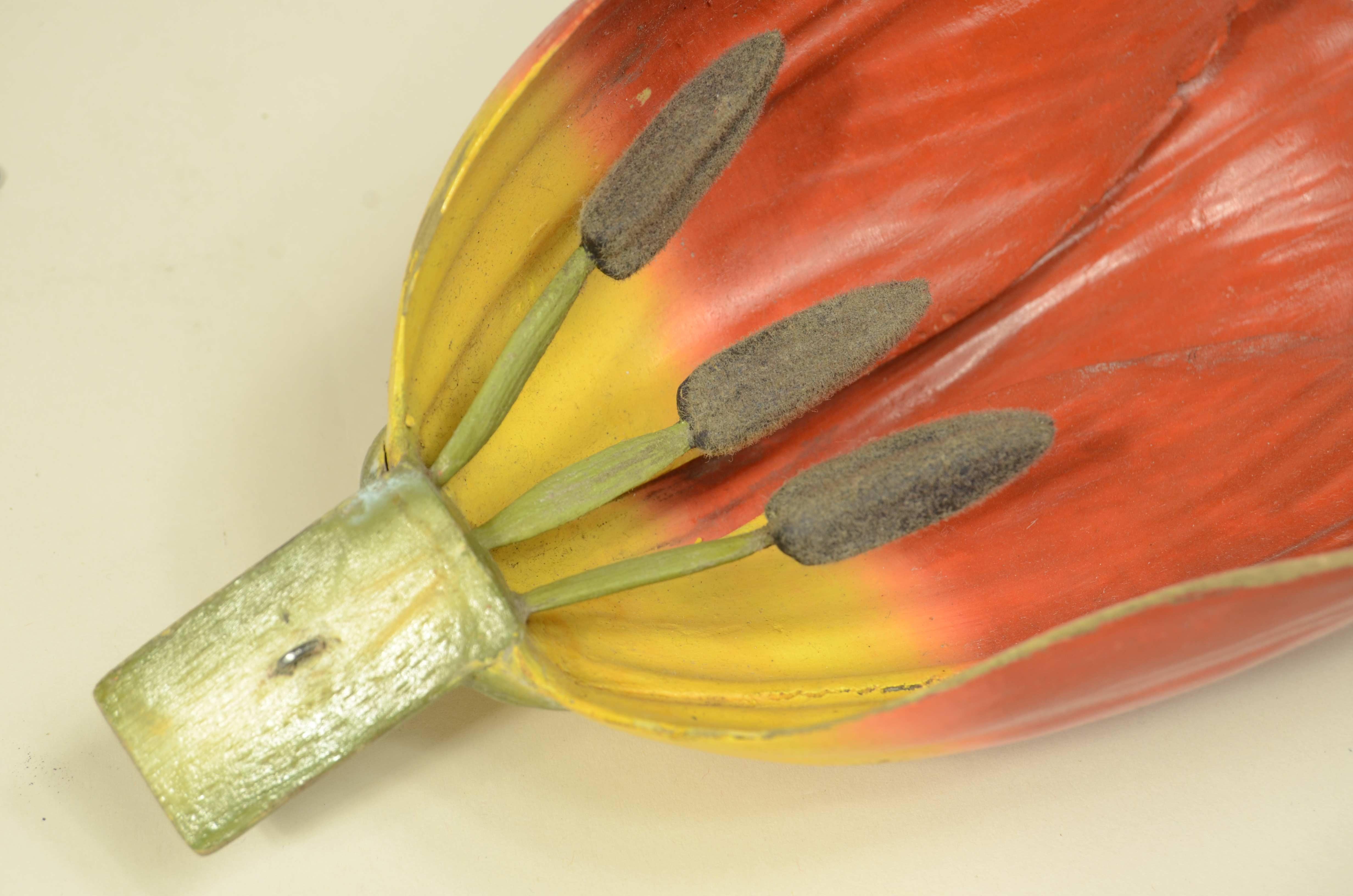 Modello botanico originale del fiore del Tulipano Robert Brendel fine XIX secolo in vendita 8