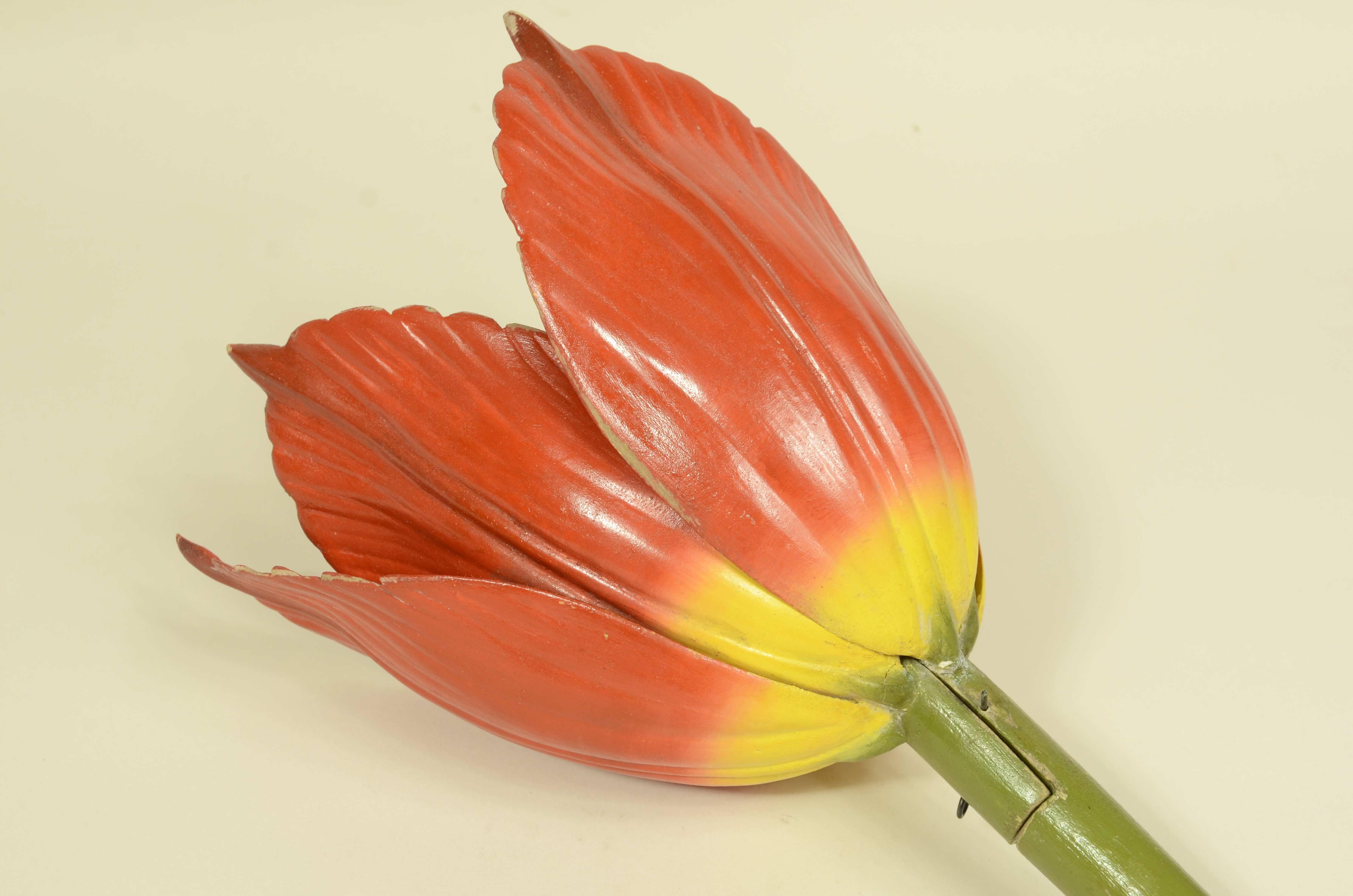 Modello botanico originale del fiore del Tulipano Robert Brendel fine XIX secolo in vendita 9