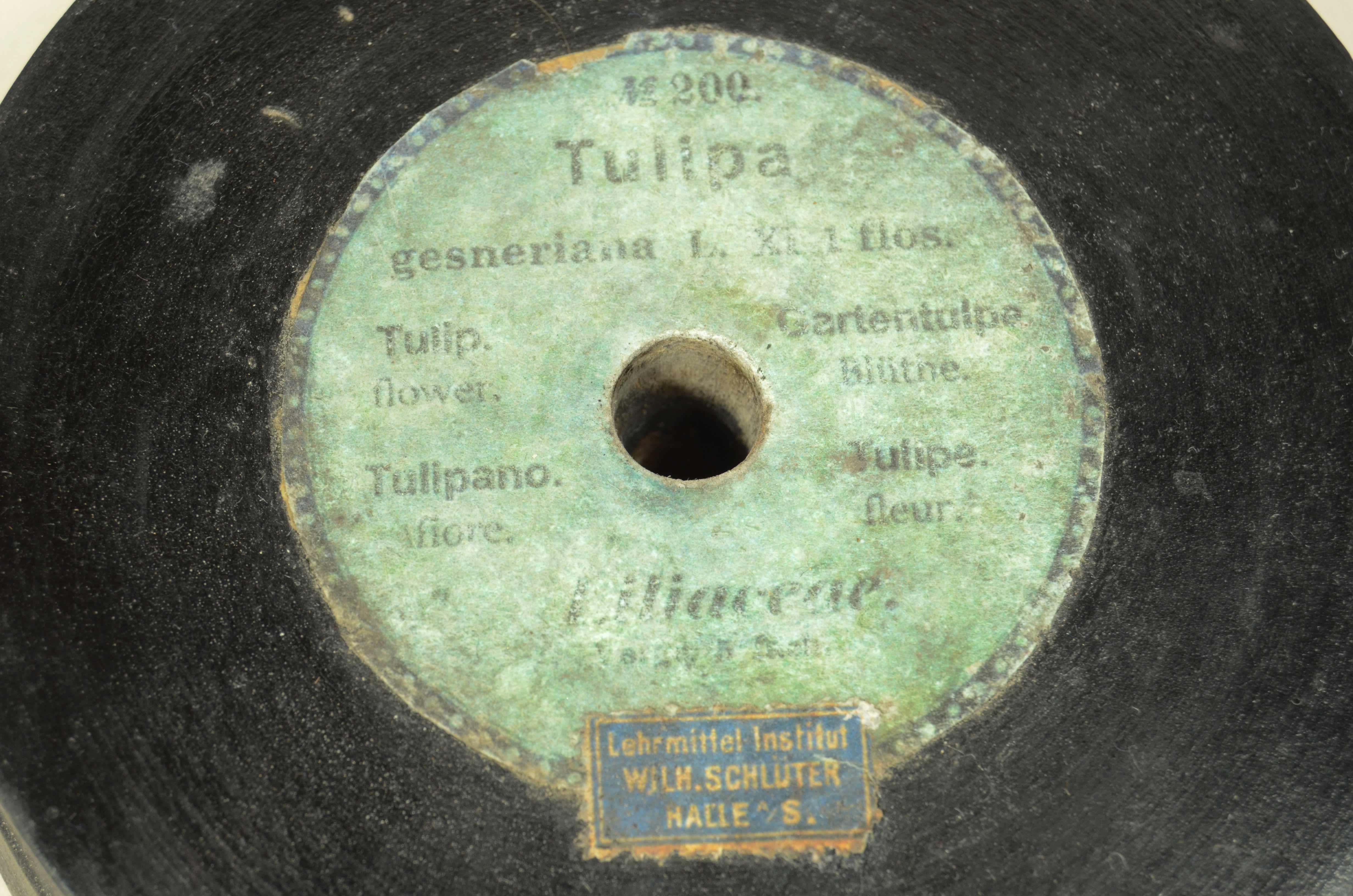 Modello botanico originale del fiore del Tulipano Robert Brendel fine XIX secolo in vendita 12