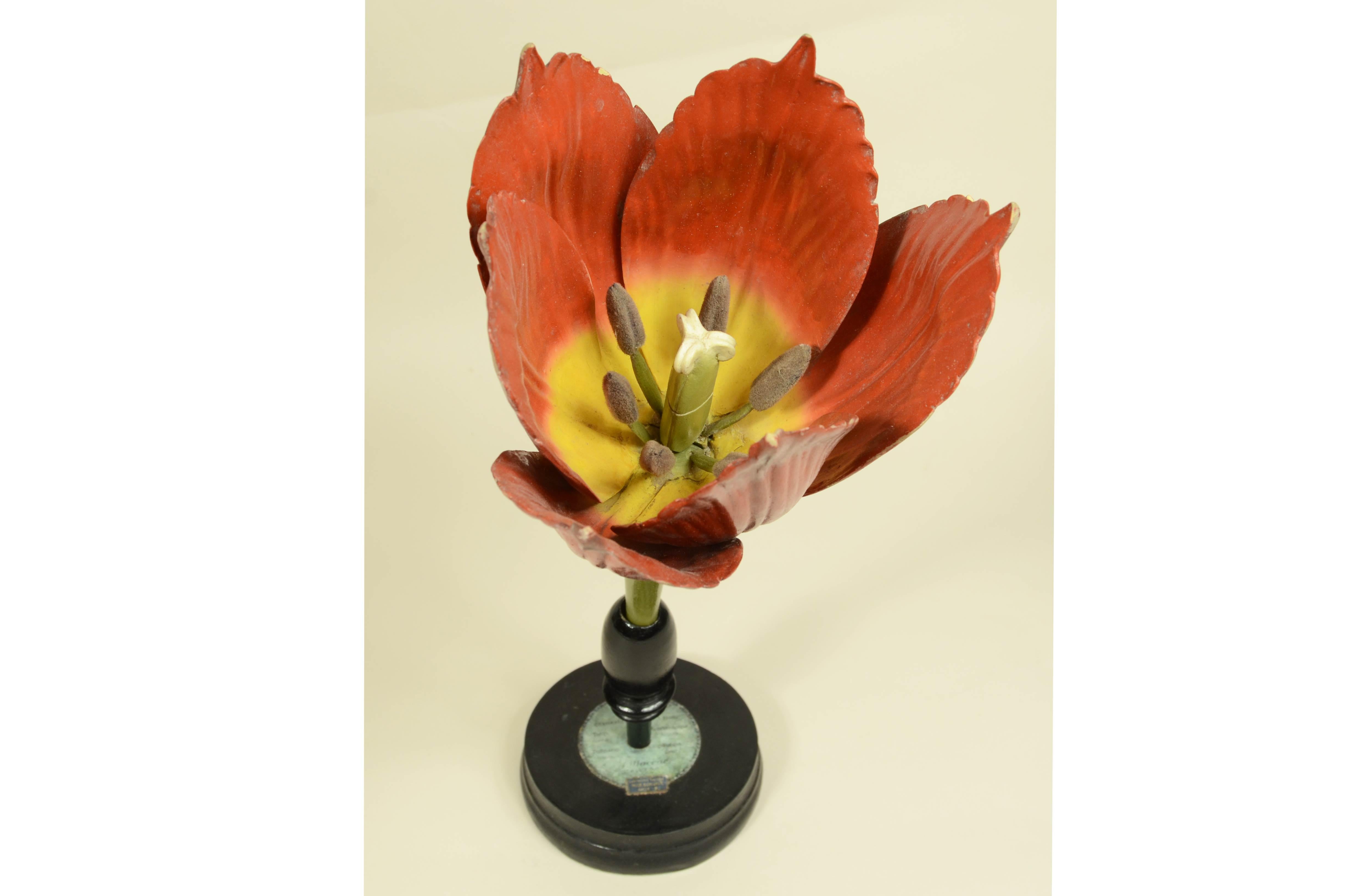 Modello botanico originale Brendel del fiore del Tulipano realizzato in Germania attorno alla fine del XIX secolo da Robert Brendel (1821-1898). Il fiore è realizzato in legno e carta pesta e si scompone in 3 sezioni ed è montato su base tonda  in
