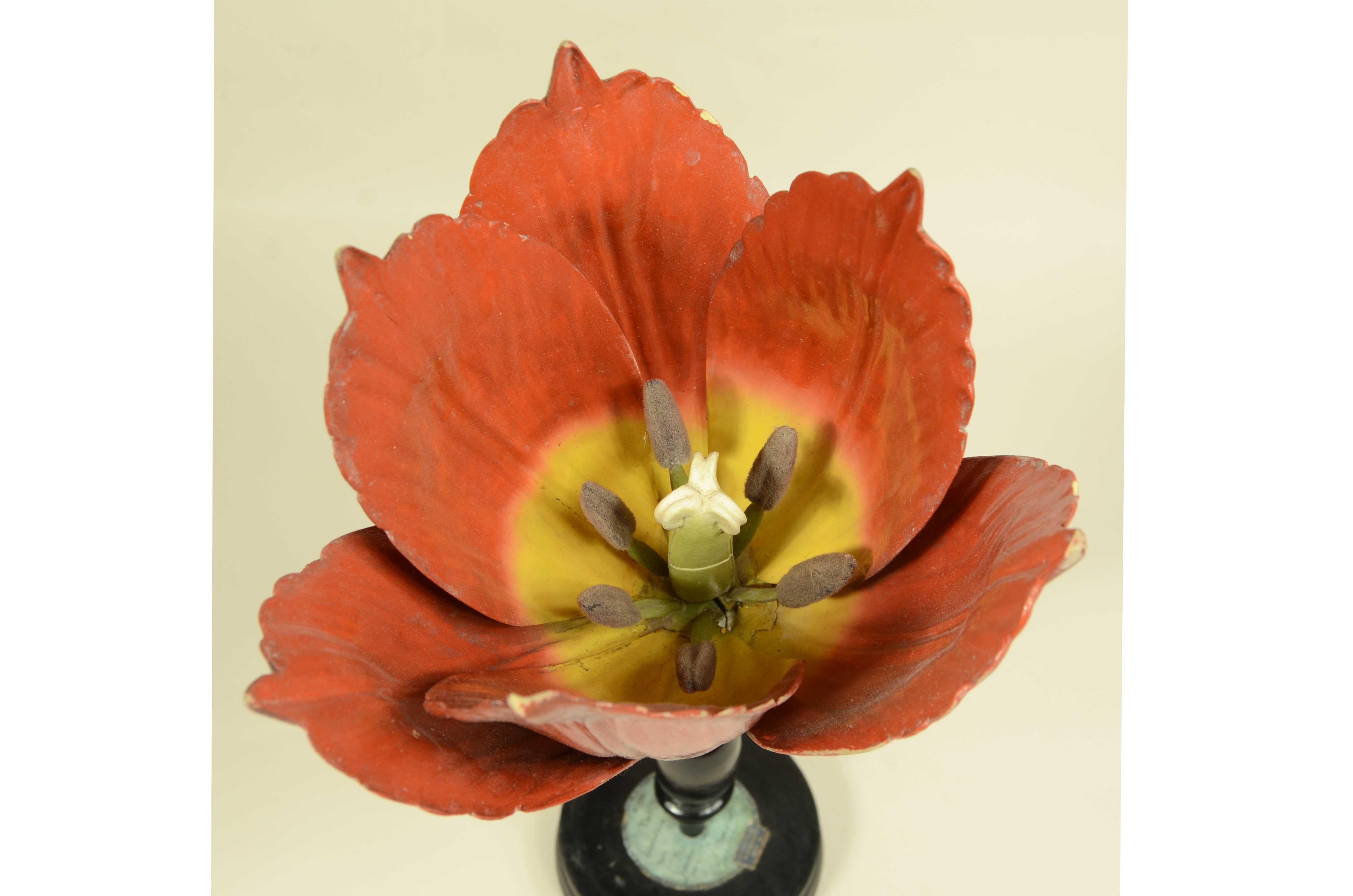 Modello botanico originale del fiore del Tulipano Robert Brendel fine XIX secolo In condizioni buone in vendita a Milan, IT