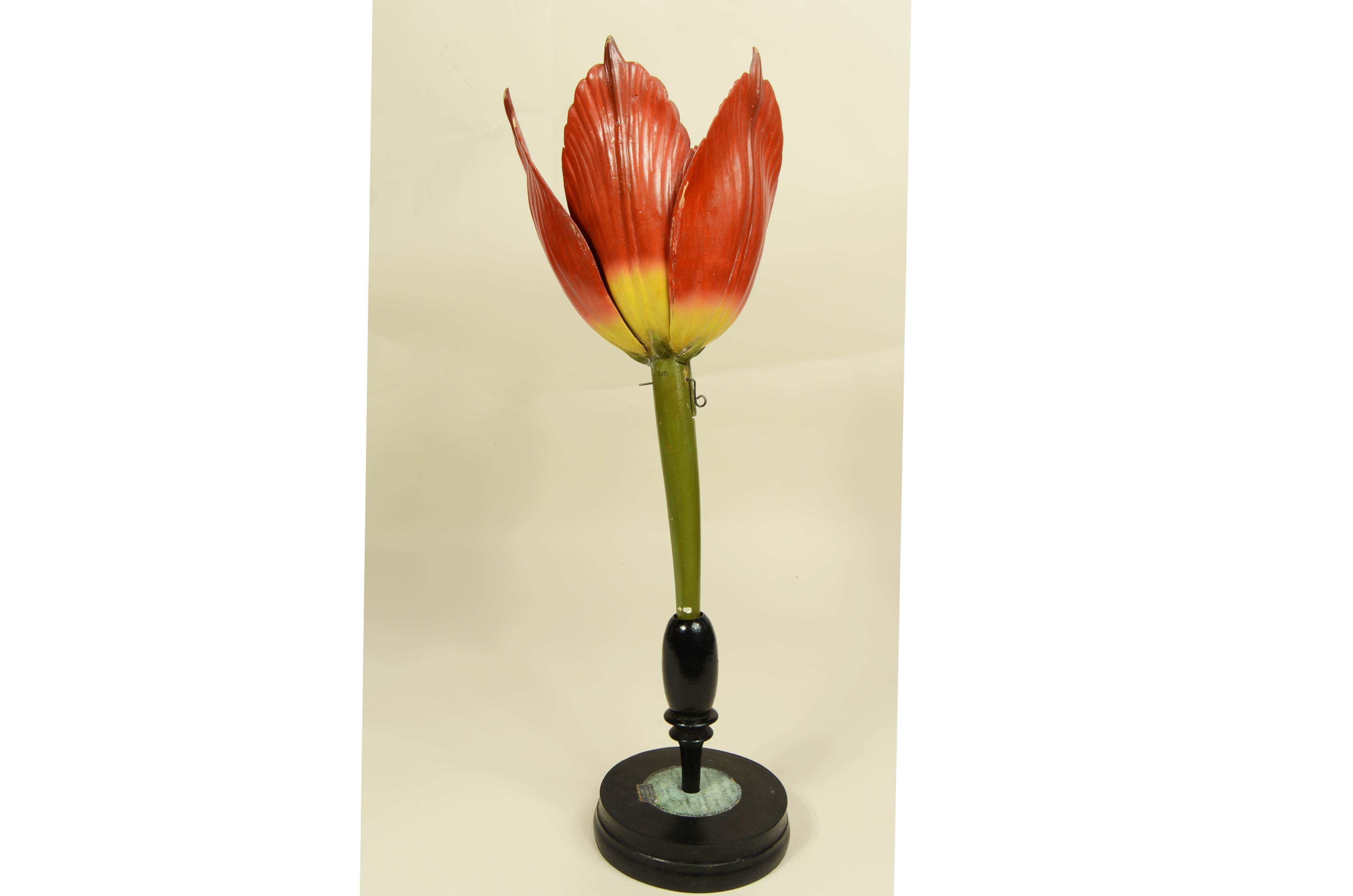 19th Century Modello botanico originale del fiore del Tulipano Robert Brendel fine XIX secolo in vendita