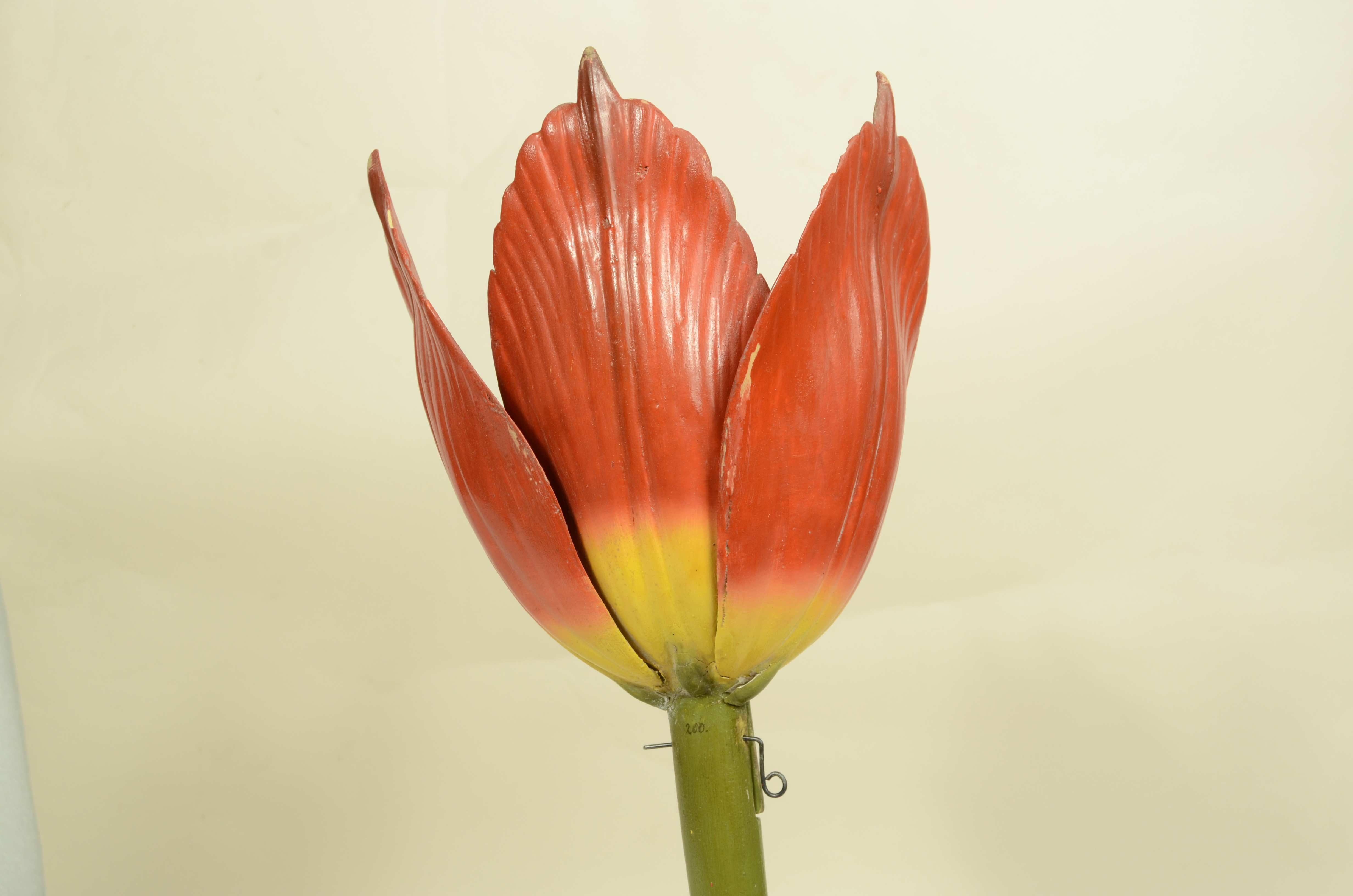 Legno Modello botanico originale del fiore del Tulipano Robert Brendel fine XIX secolo in vendita