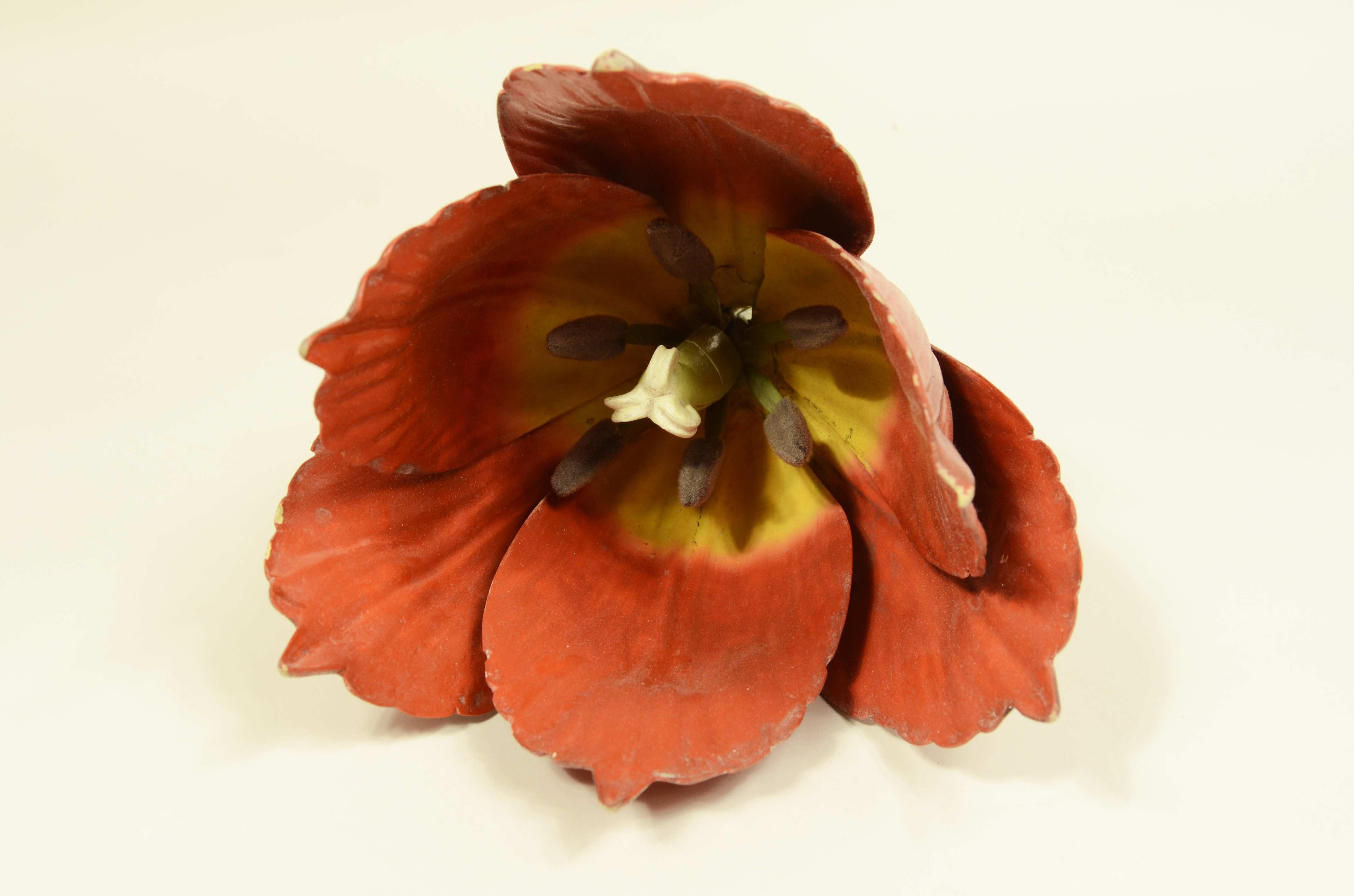Modello botanico originale del fiore del Tulipano Robert Brendel fine XIX secolo in vendita 4