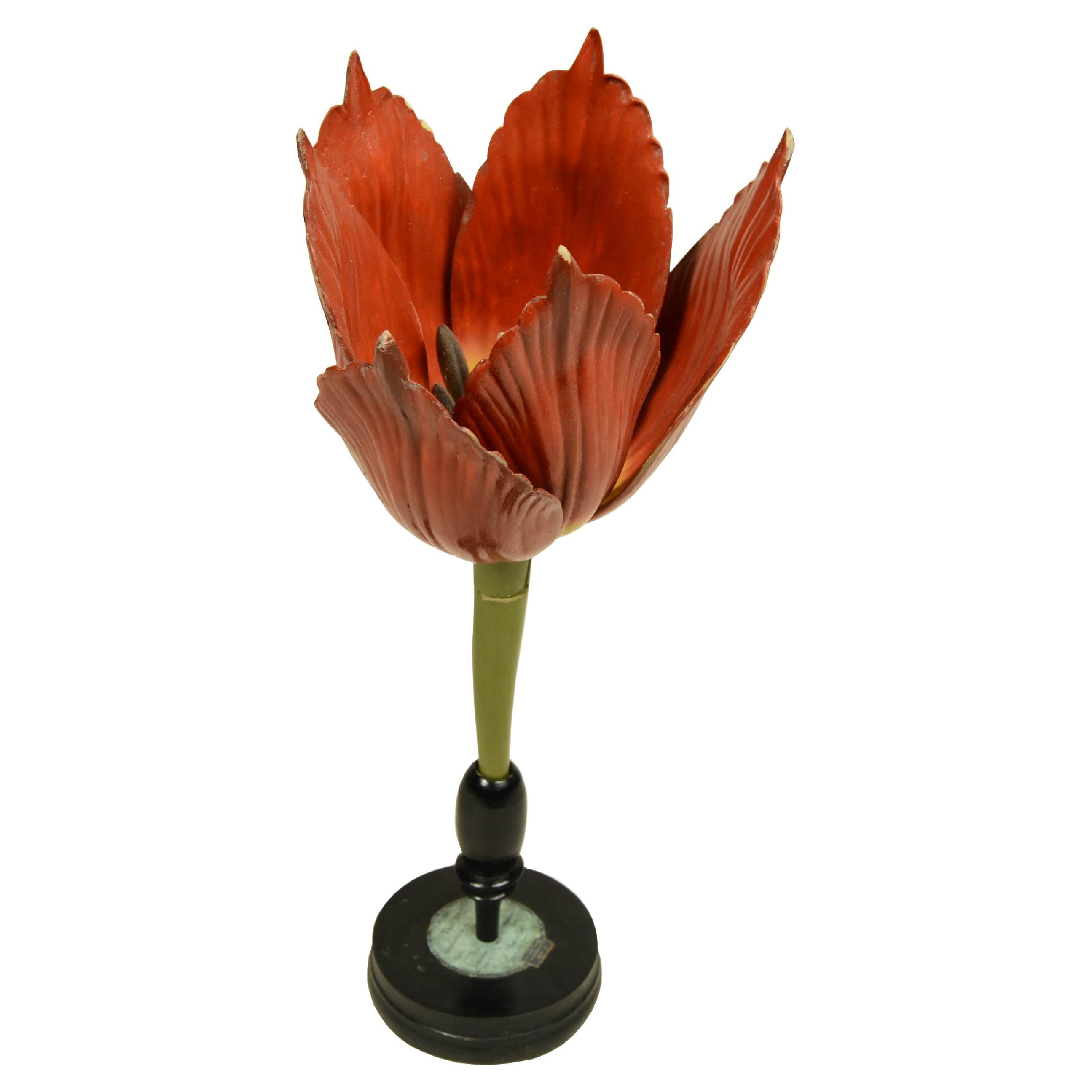 Modello botanico originale del fiore del Tulipano Robert Brendel fine XIX secolo in vendita