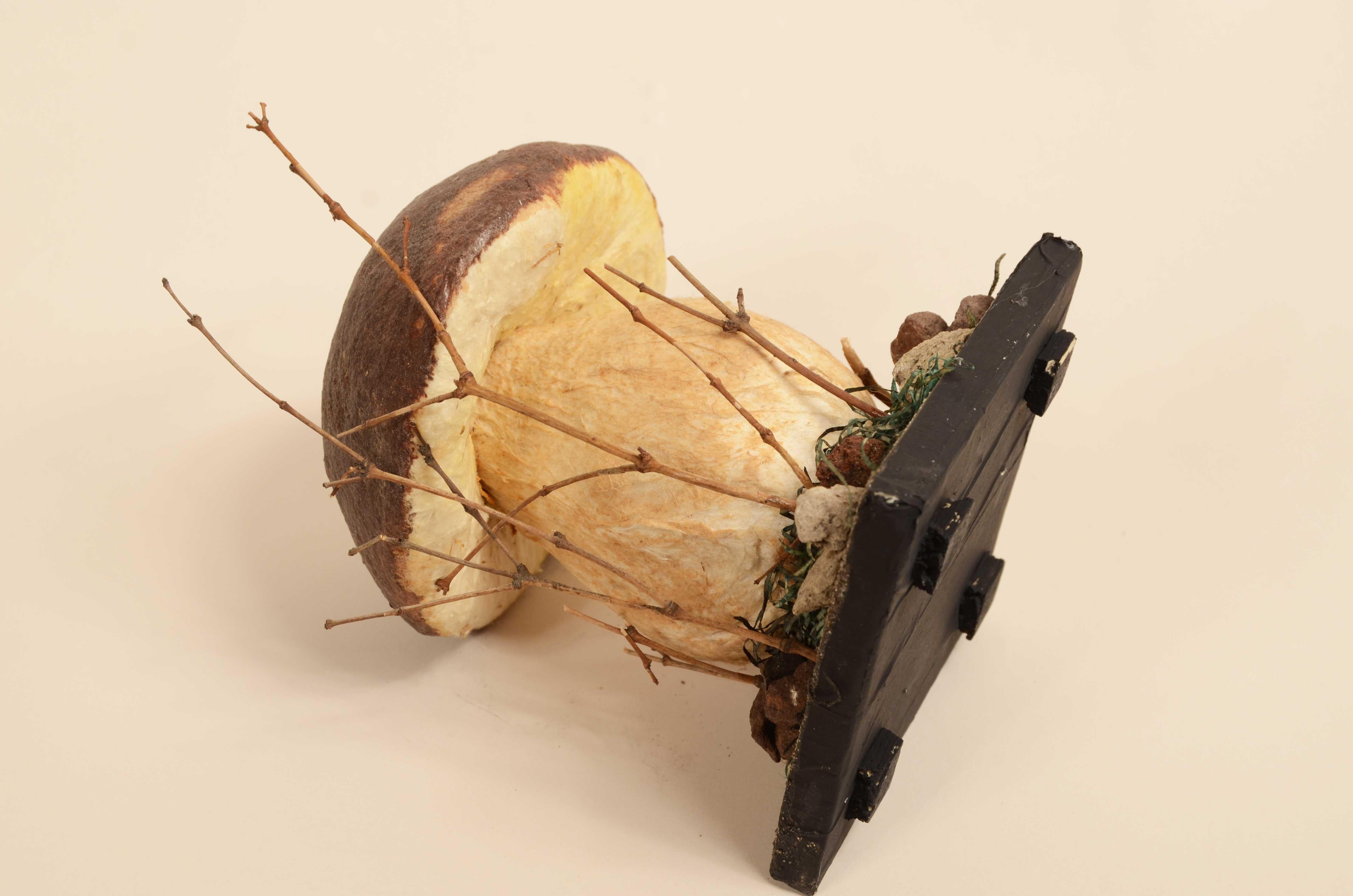 Modello didattico Boletus Reticulatus conosciuto come Boletus Aestivalis 1950s in vendita 5