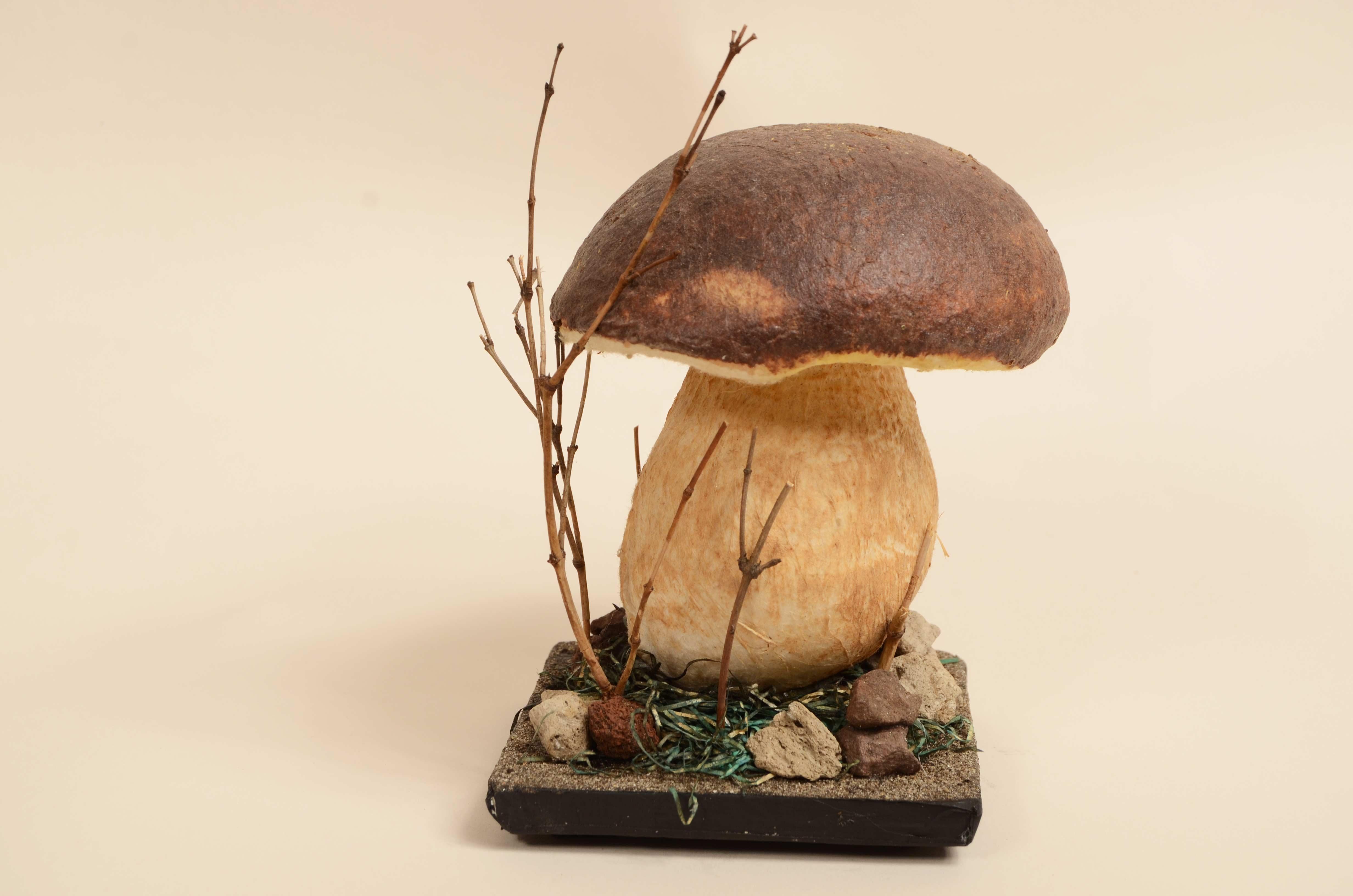 Modello didattico del porcino estivo, Boletus Reticulatus, conosciuto anche come Boletus Aestivalis.
Si tratta di  uno dei funghi maggiormente conosciuti e ricercati. 
Spesso chiamato semplicemente “porcino”, è molto comune sia nei boschi di